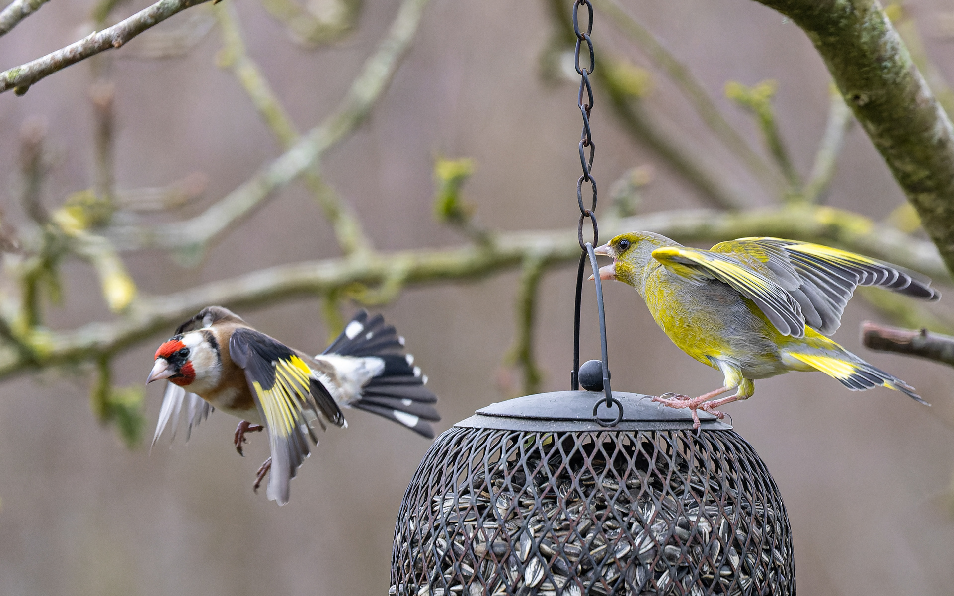 Finkerne og mejserne kan godt lide solsikkefrø, men er ikke helt enige om, hvem der har førsteret. Her stillits og grønirisk