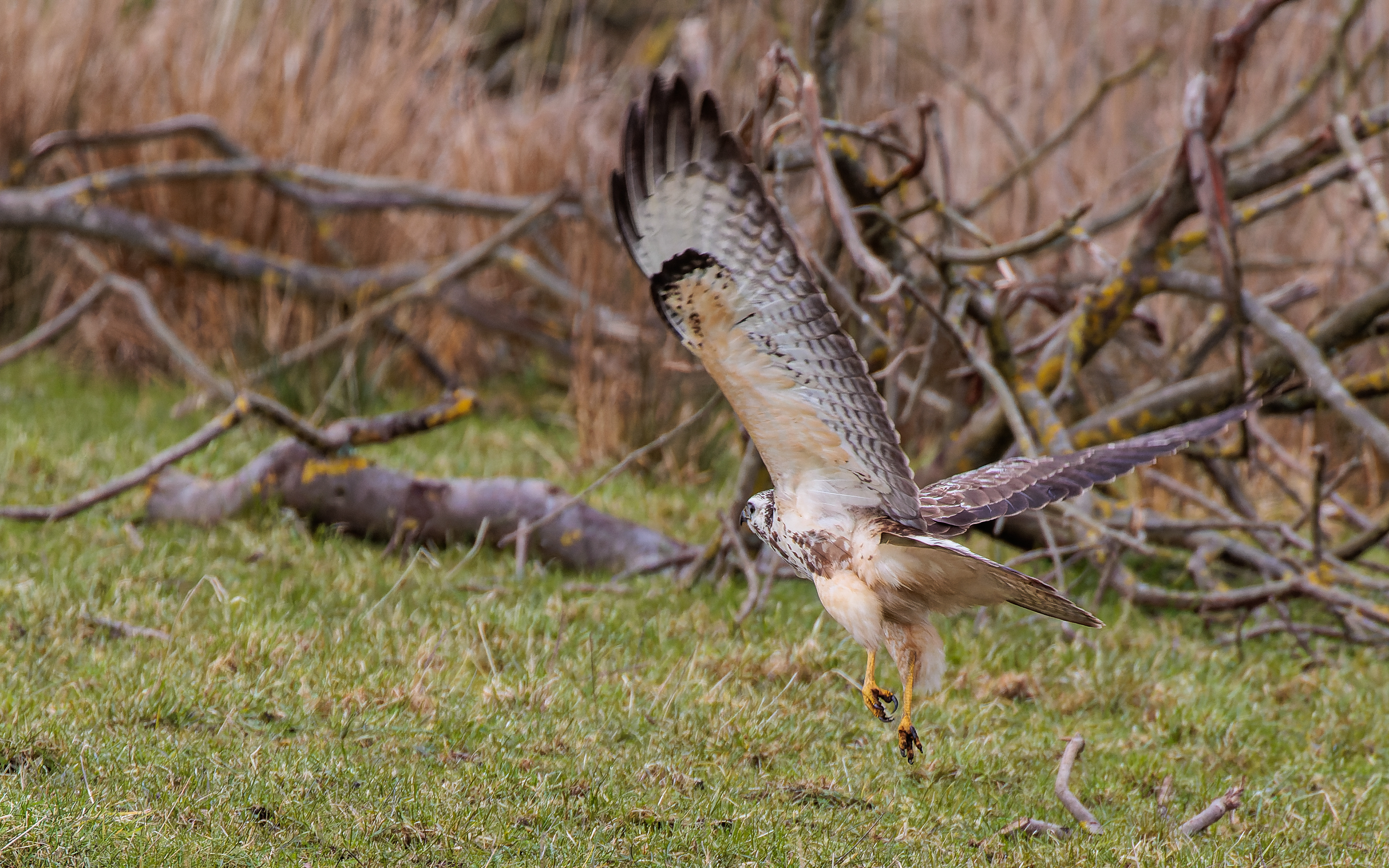 Lys musvåge - Lille Vildmose