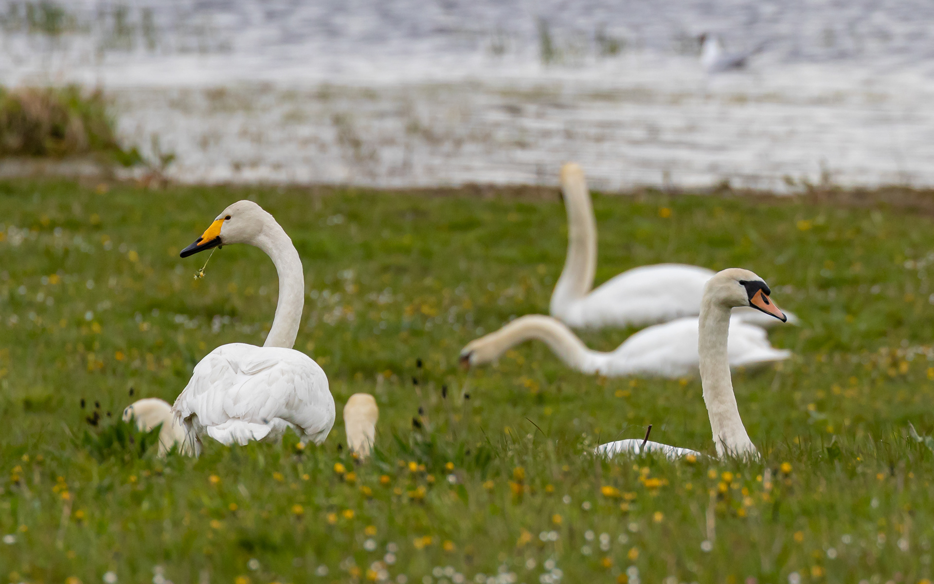 Knopsvaner og sangsvane