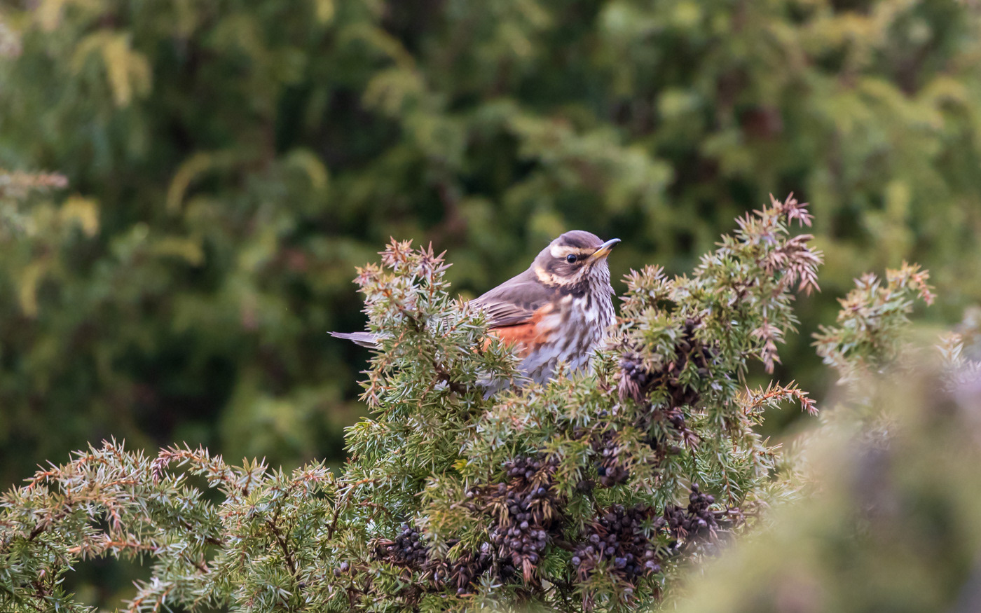 Vindrossel i Rebild Bakker