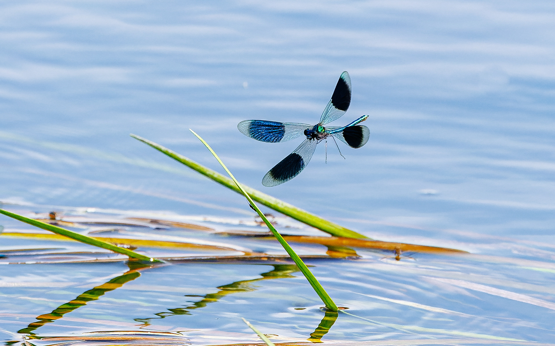 Blåbåndet pragtvandnymfe