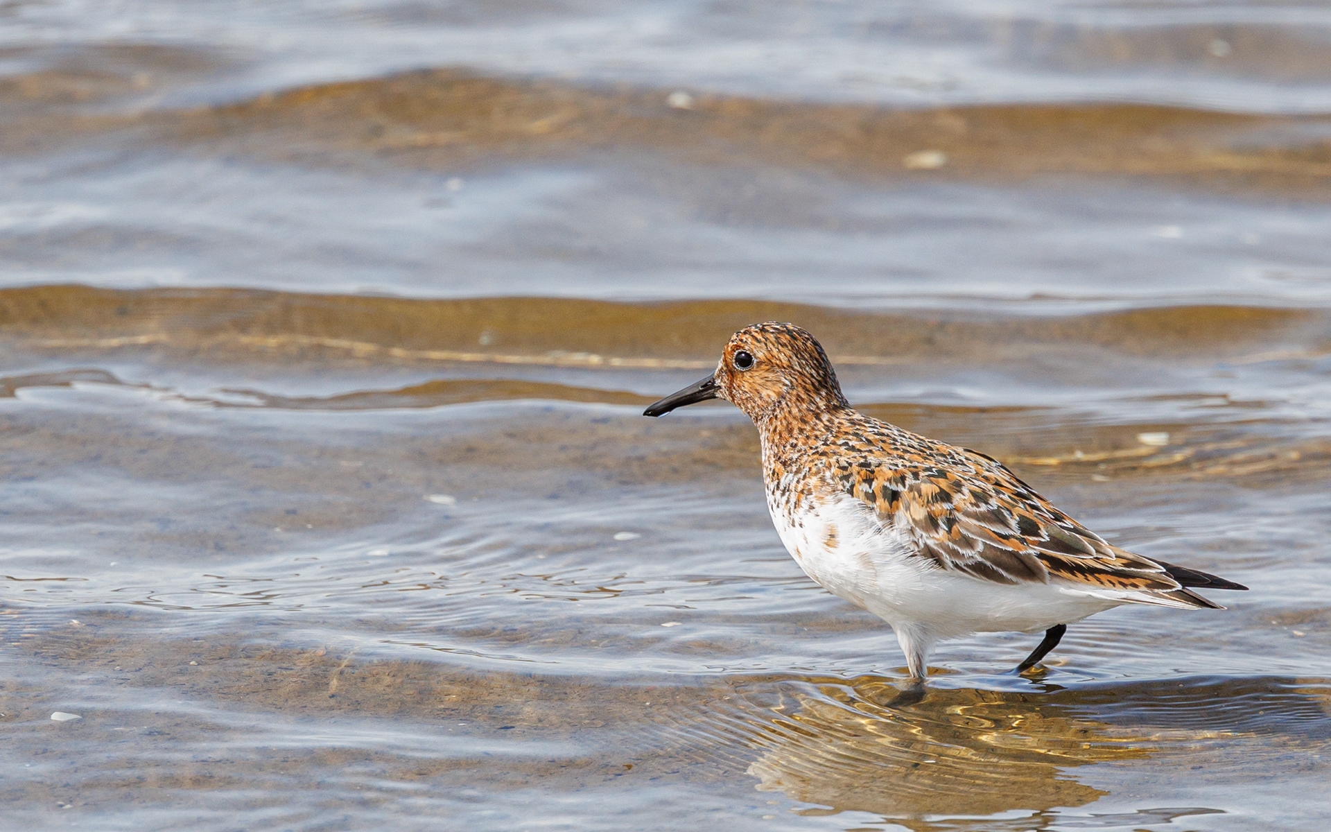 Sandløber i sommerdragt. Gerå Enge. Borgmestermolen