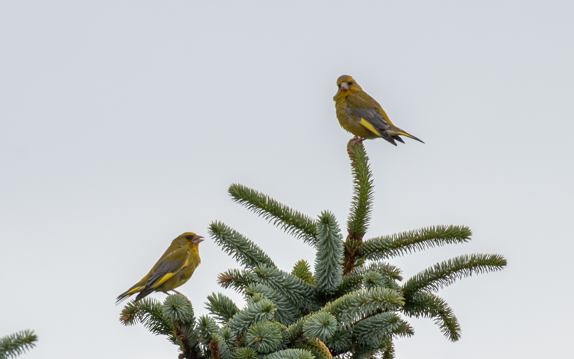 Grønirisker ved sommerhuset i Tornby Strand