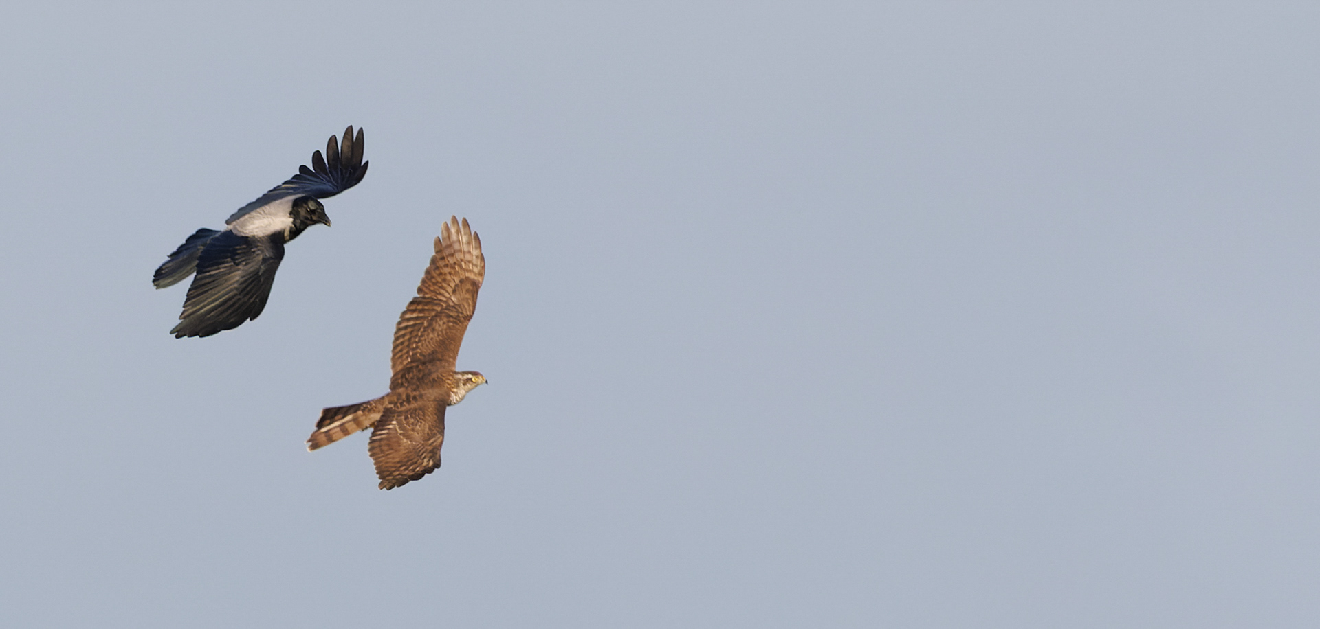Spurvehøg chikaneres af gråkrage