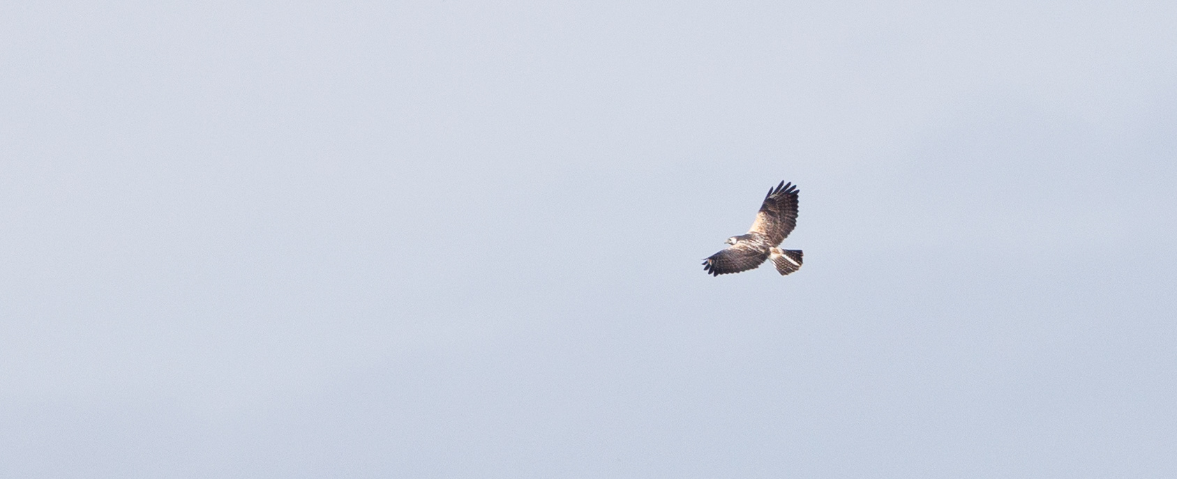 Lys musvåge over Vilsted Sø