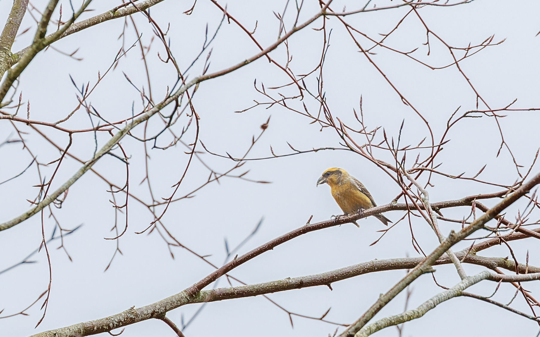 Lille korsnæb - Leifs have (Skillingbro)