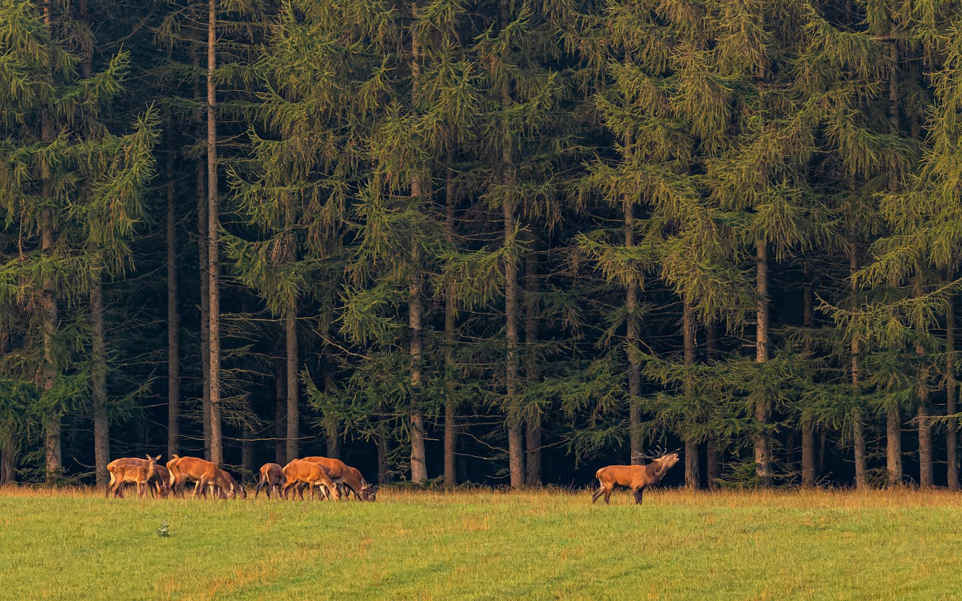 Brunst i Rold Vesterskov - en indtrængende, udhvilet hjort nærmer sig