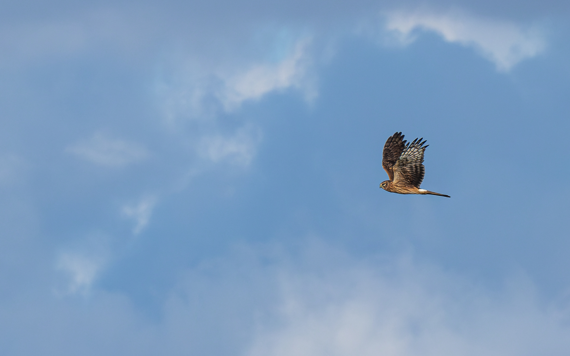Blå kærhøg over Ljungen
