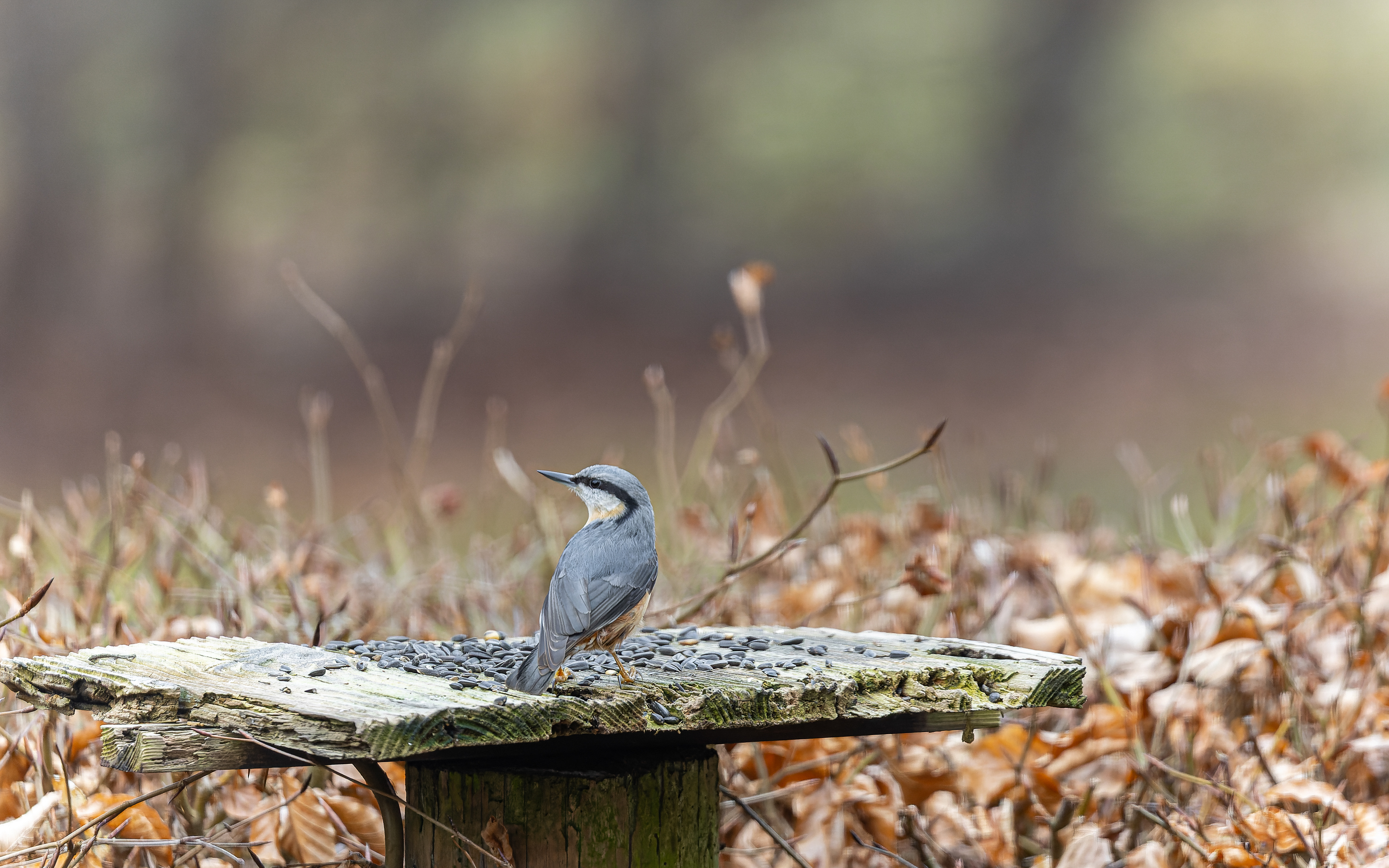 Spætmejse på Leifs foderbræt. Skillingbro