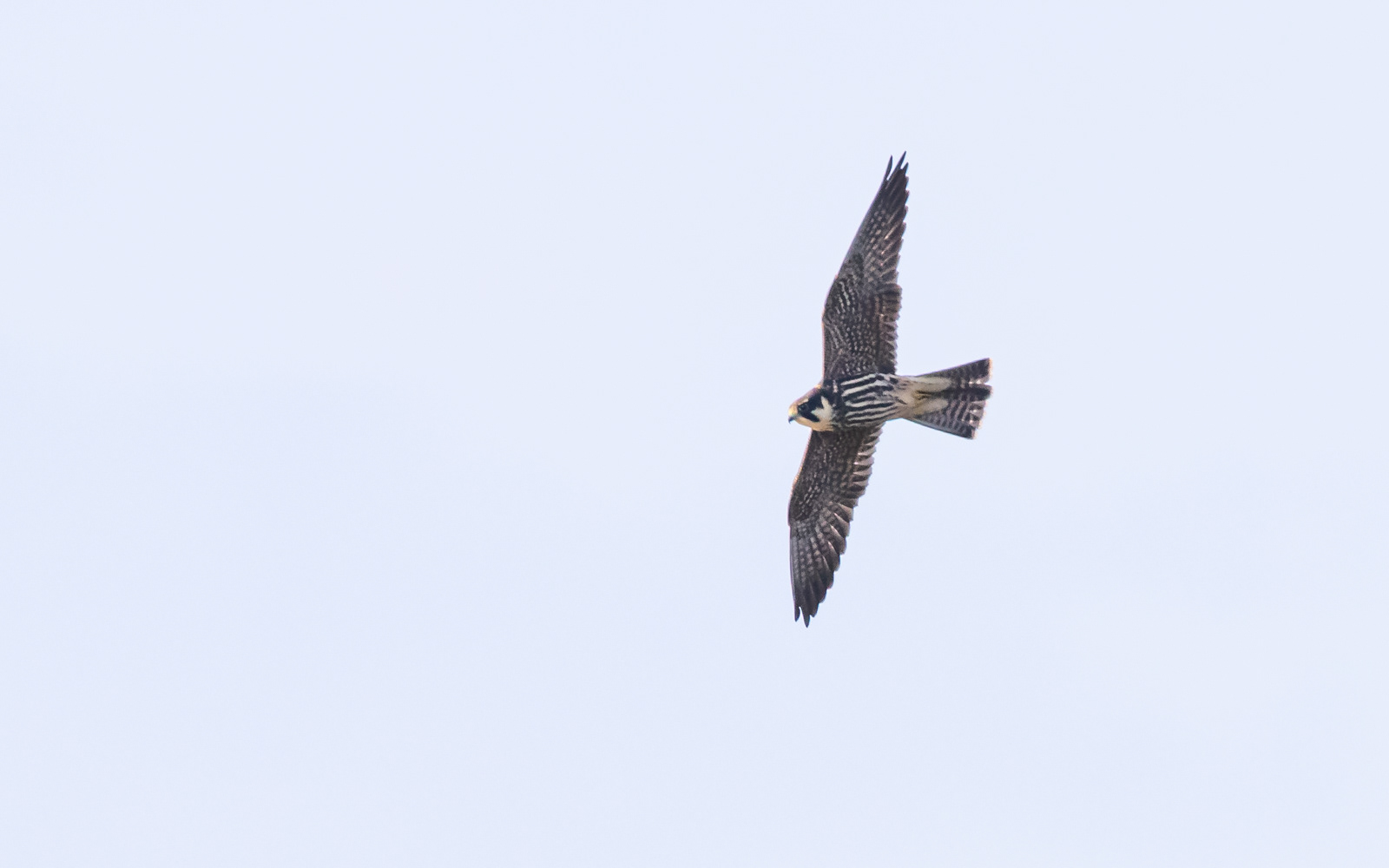 Lærkefalk i Börringe (Börringe Made). Skåne