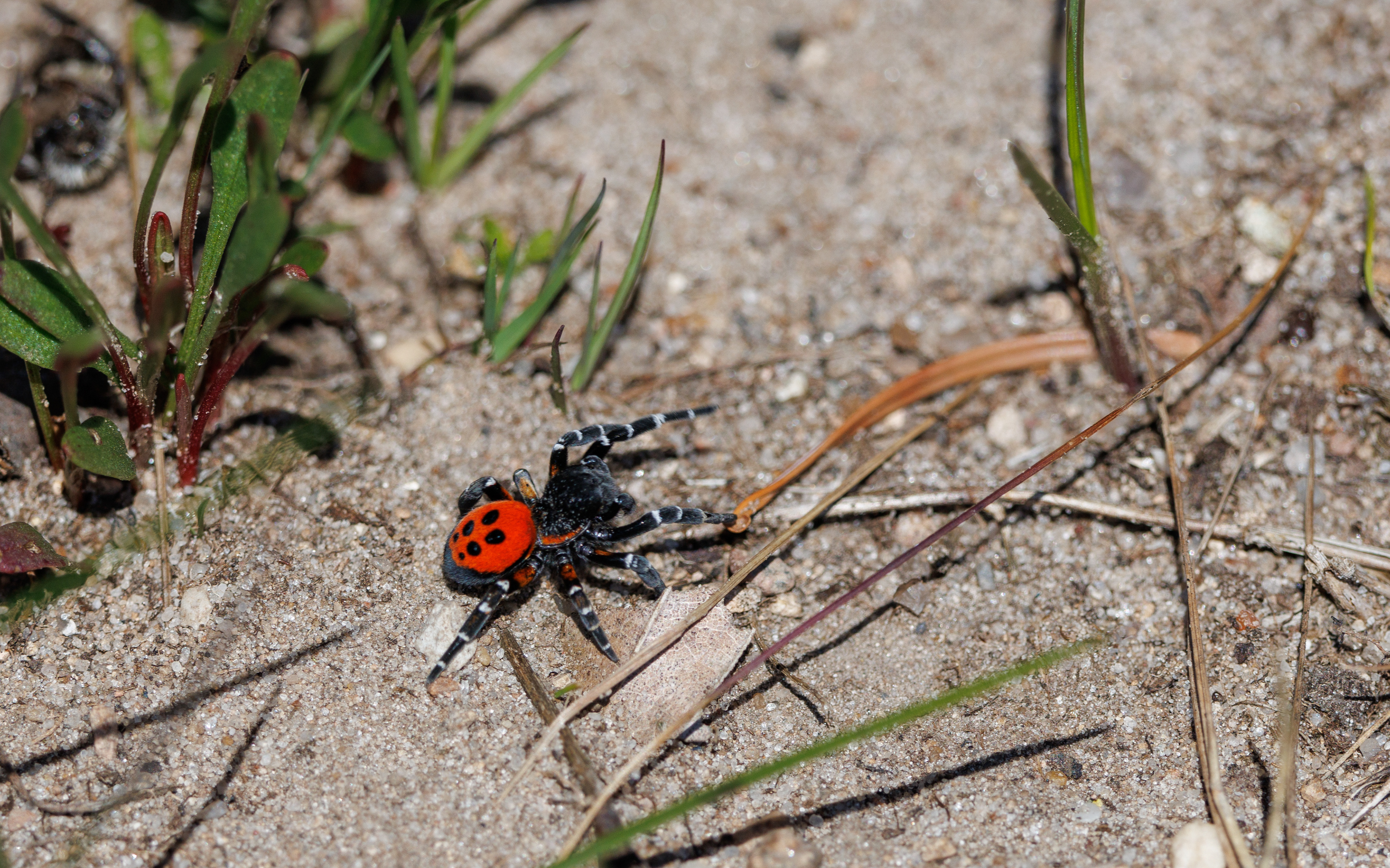 Mariehøneedderkop nær Store Blåkilde