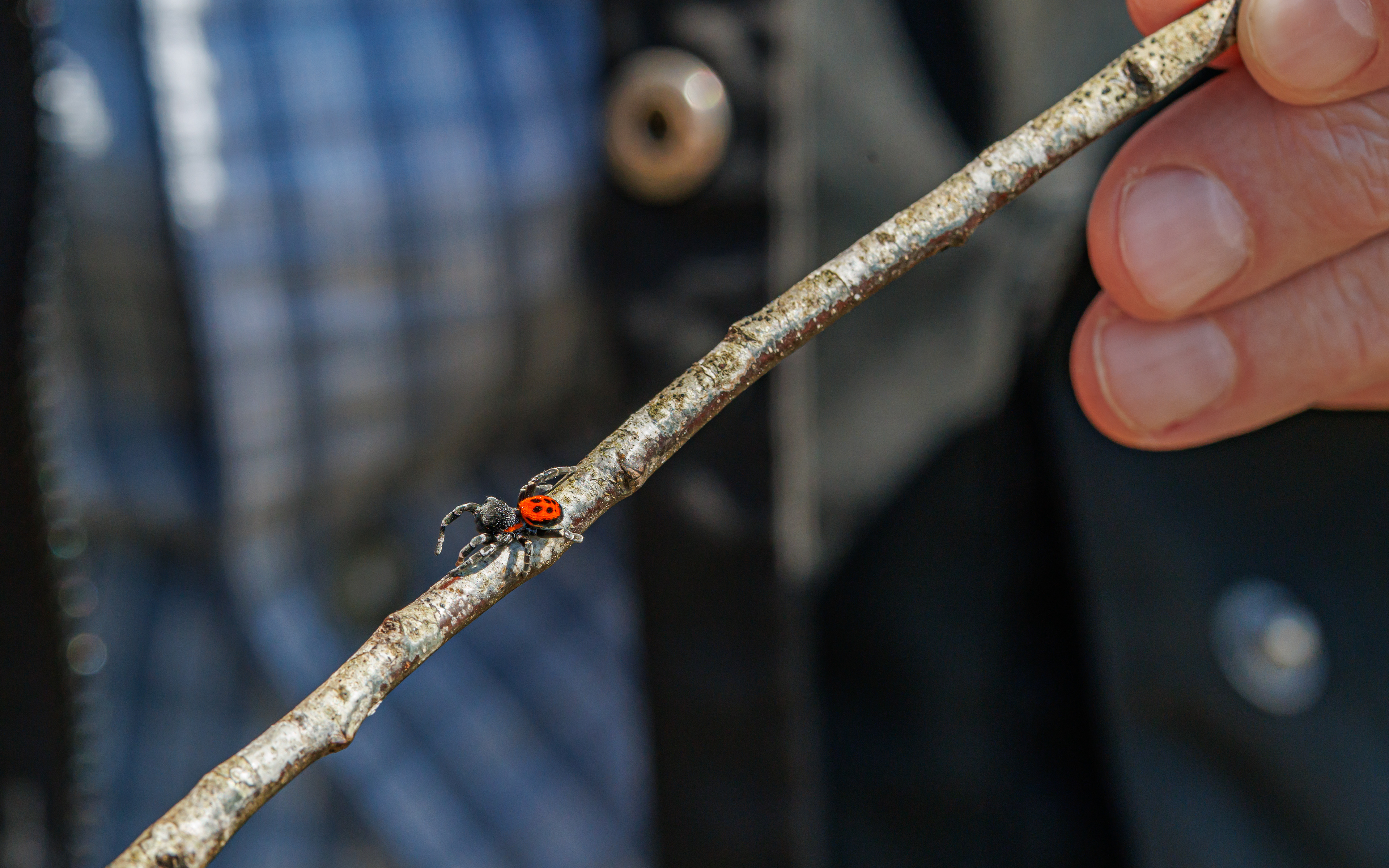 Mariehøneedderkop nær Store Blåkilde - og bror Jens