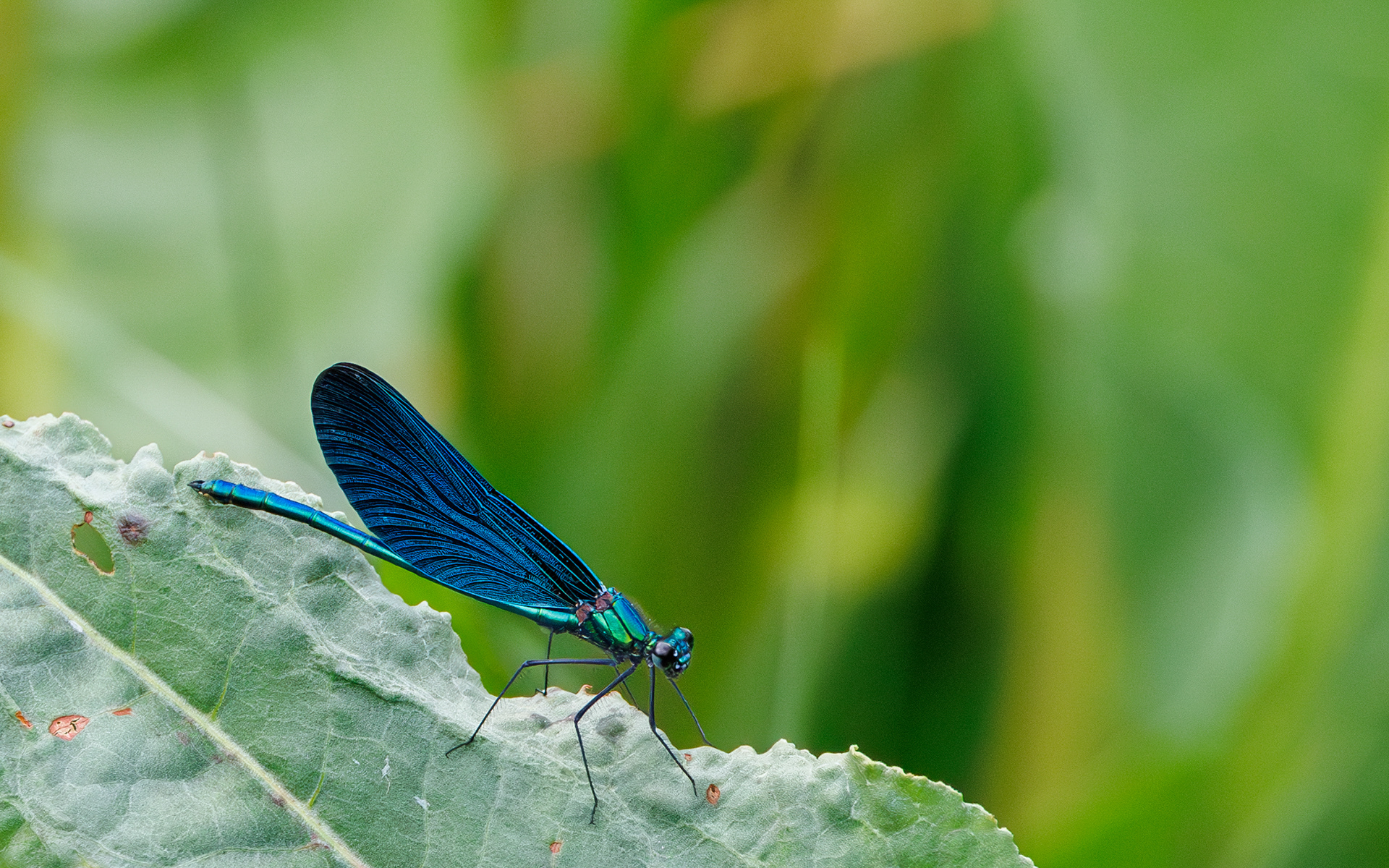 Blåvinget pragtvandnymfe