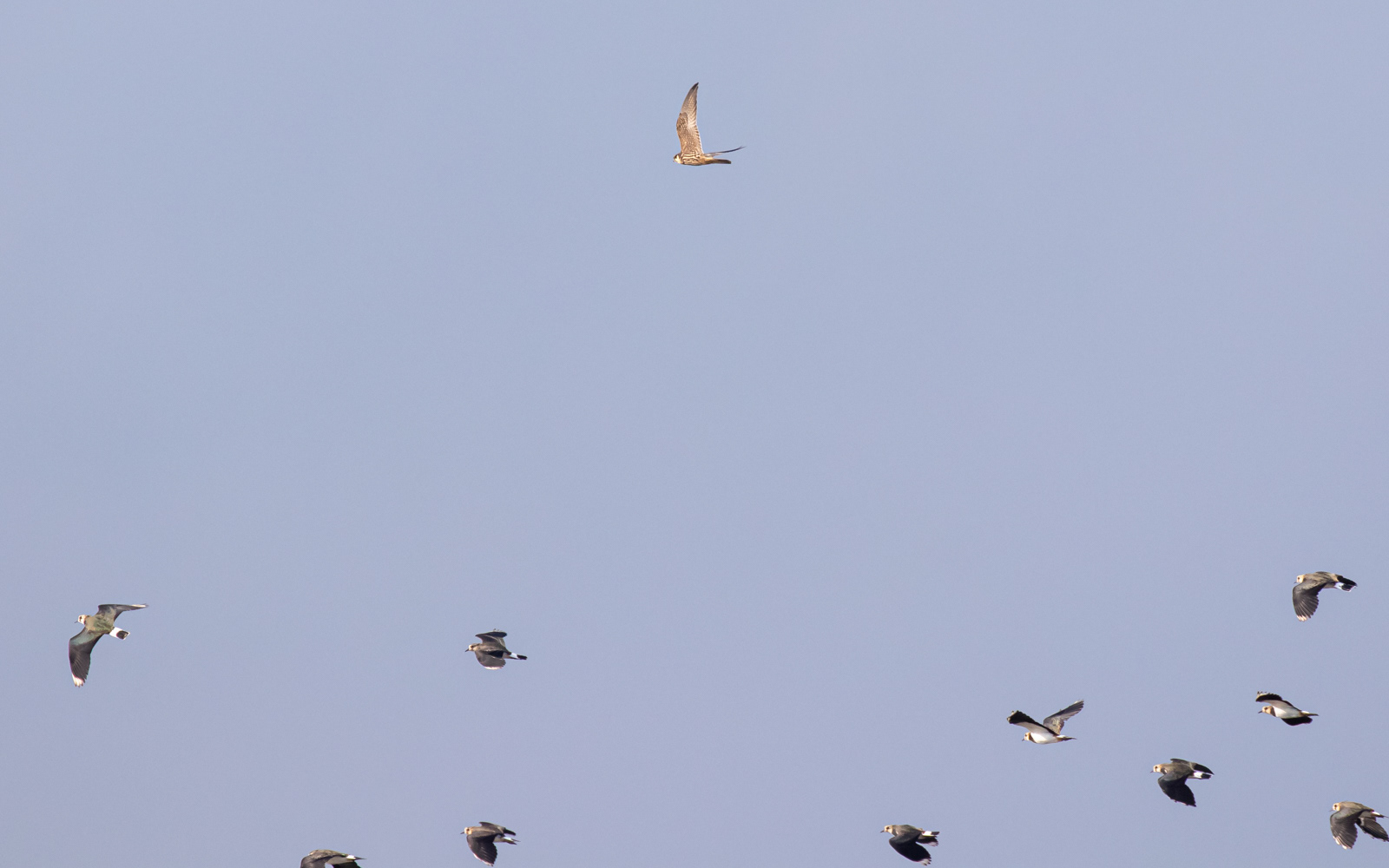 Lærkefalk og viber i Börringe (Börringe Made). Skåne