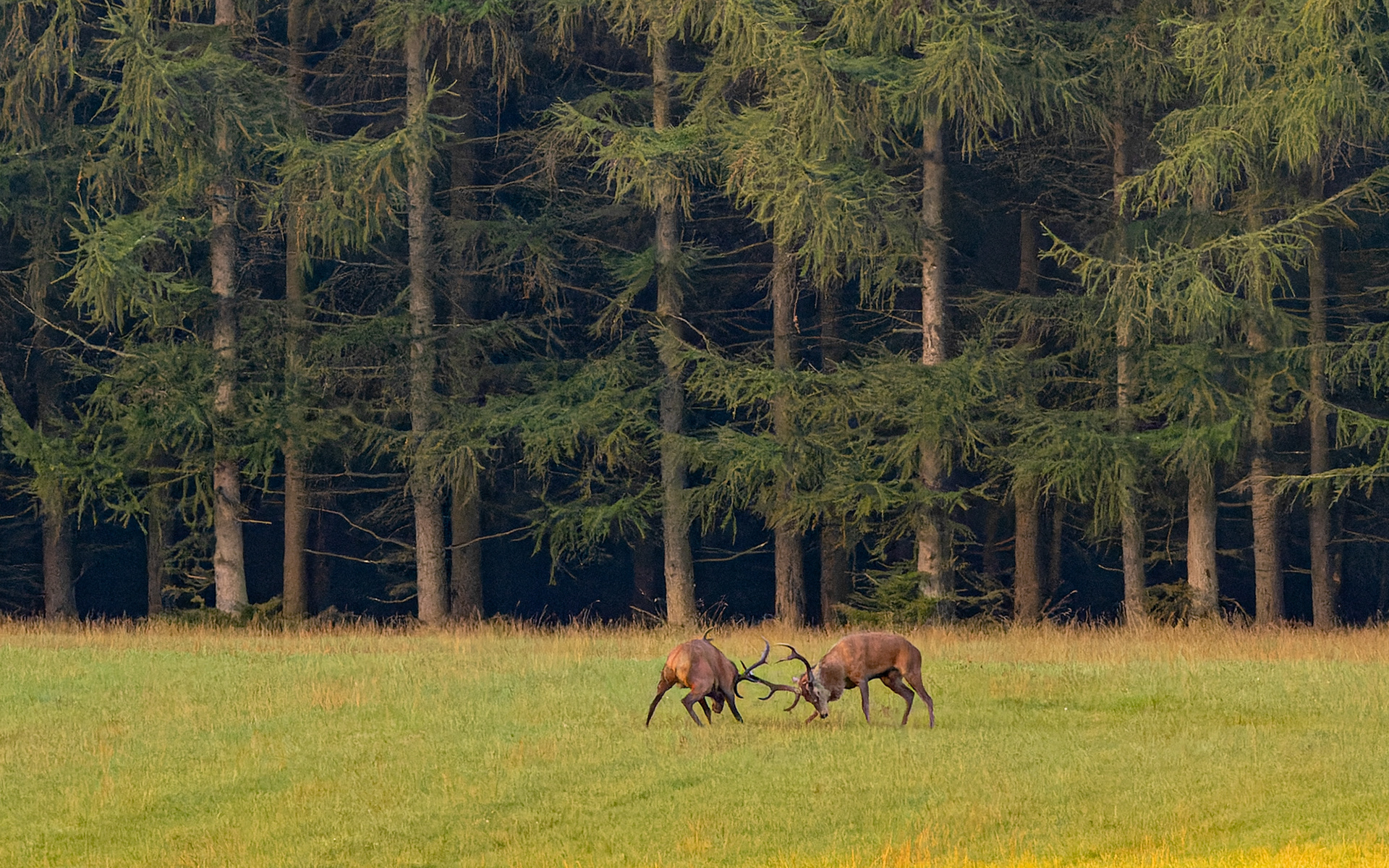 .... så er der kamp