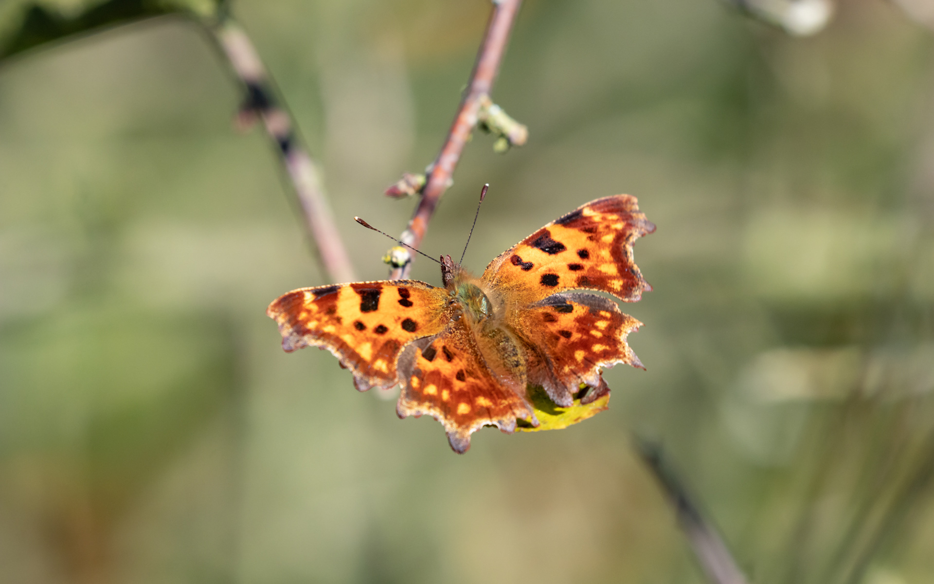 En lidt sen sommerfugl - det hvide C
