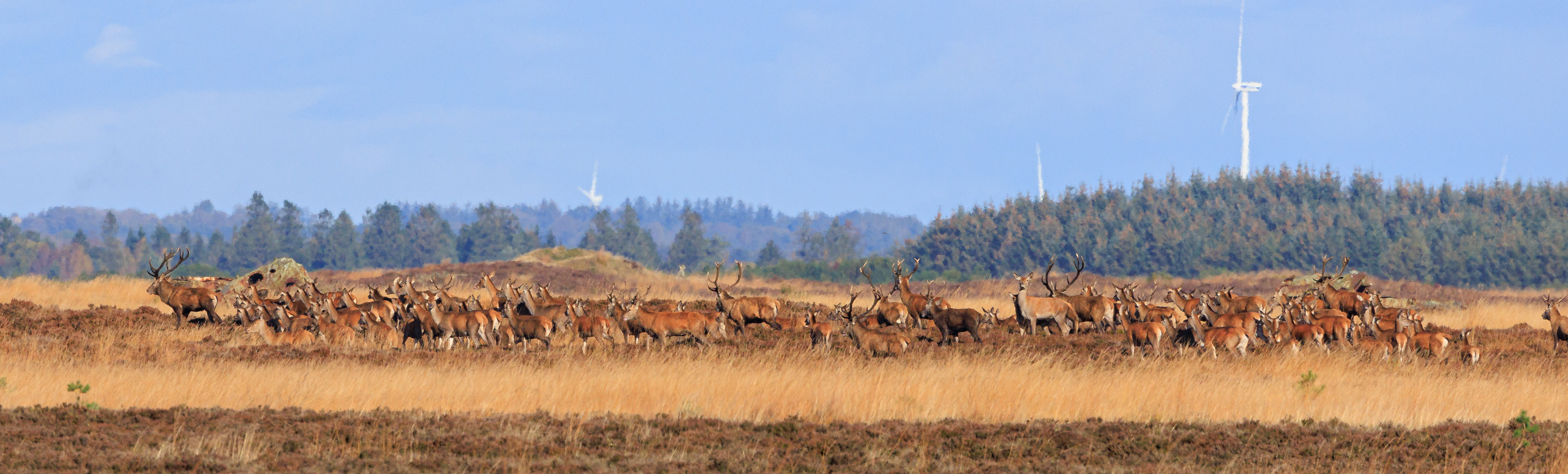Kronvildt på Borris Skydeterræn