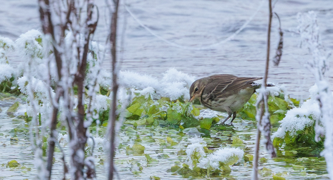 Bjergpiber i Kousbækken