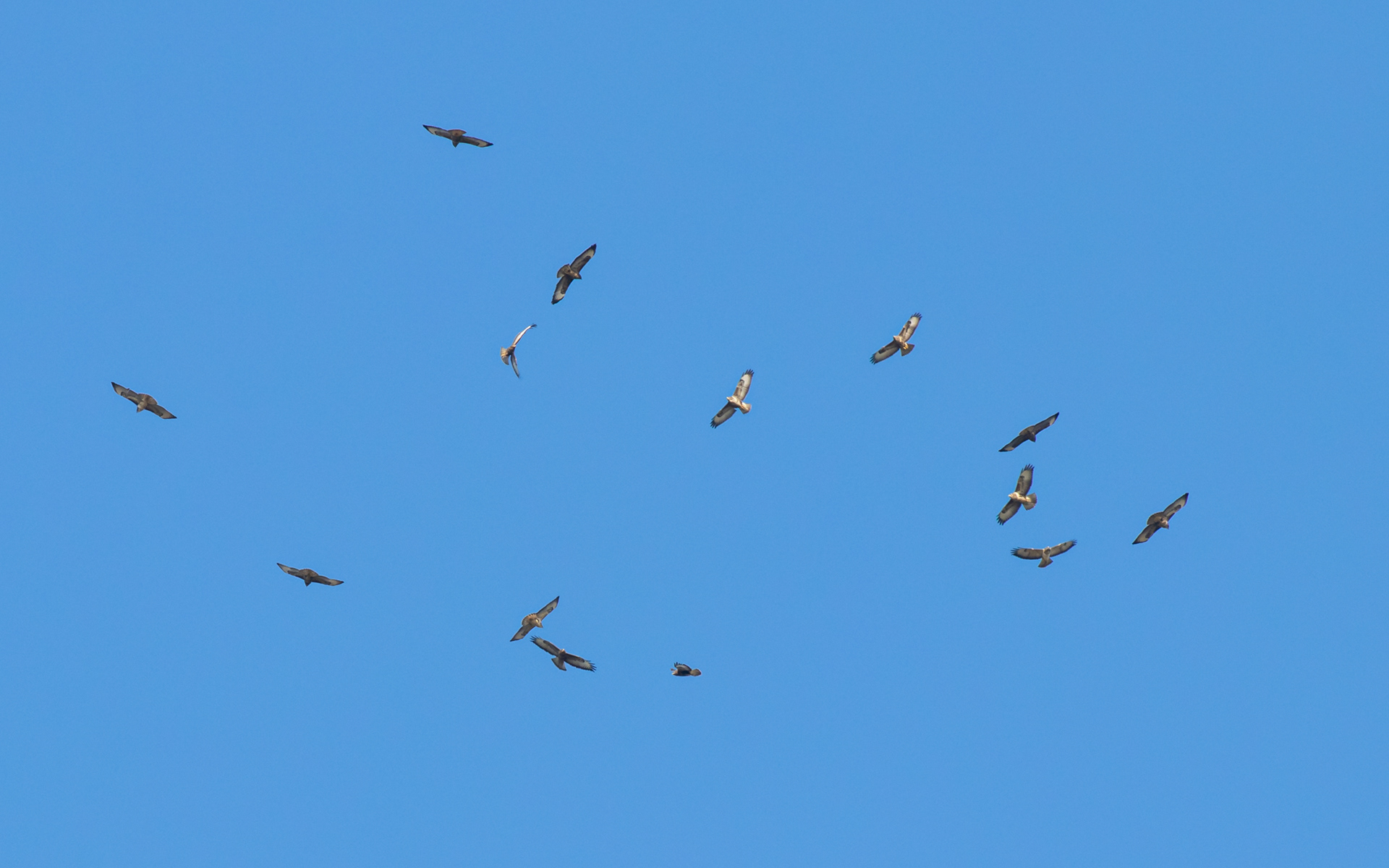 Musvåger i termikken over Ljungen