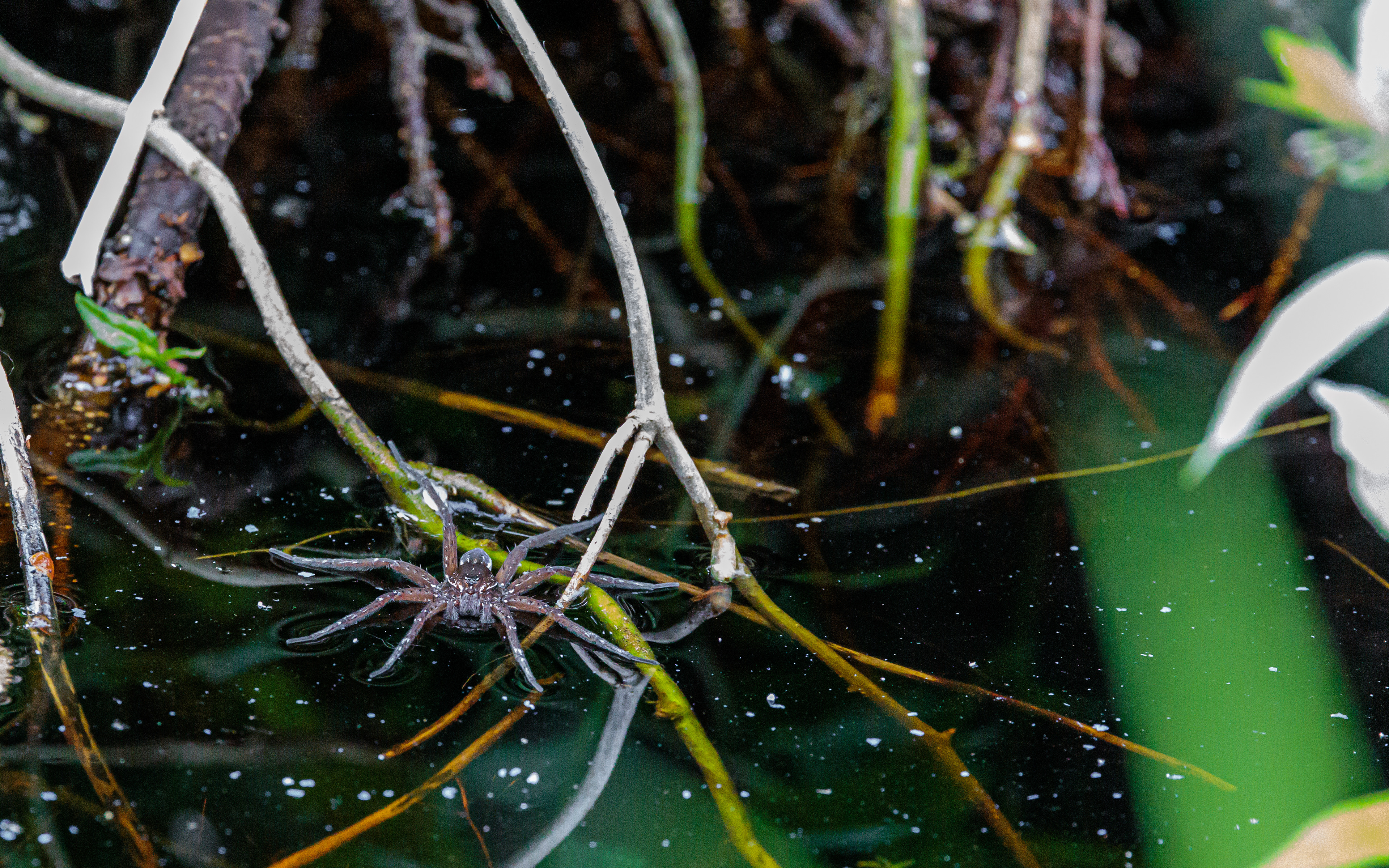 Dolomedes sp. Kaffepletten/Portlandsmosen. Lille Vildmose