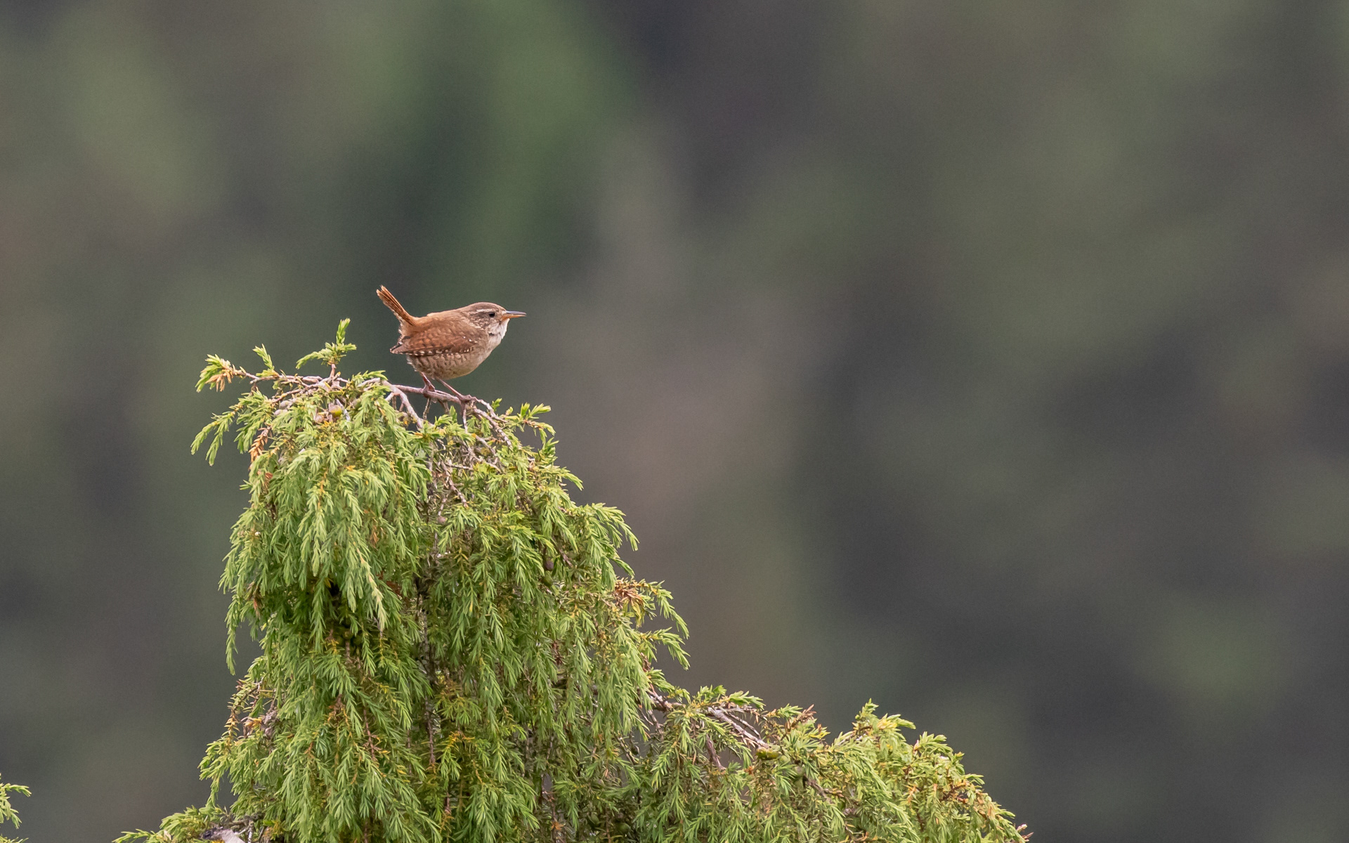 Gærdesmutte. Rebild Bakker