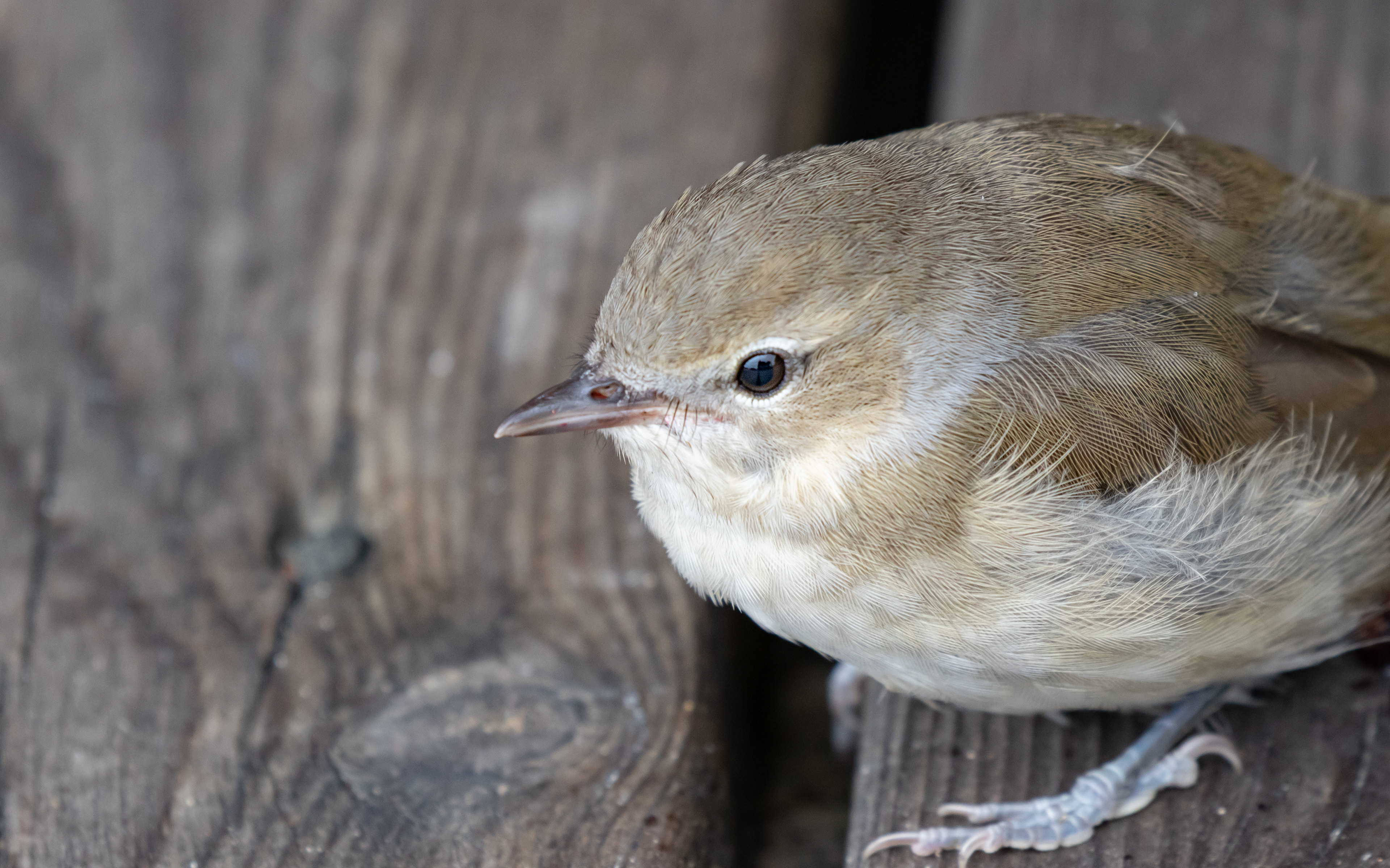 Gransanger - eller måske løvsanger. Stadig lidt fortumlet efter forsøg på at flyve gennem ruden (fra indersiden)