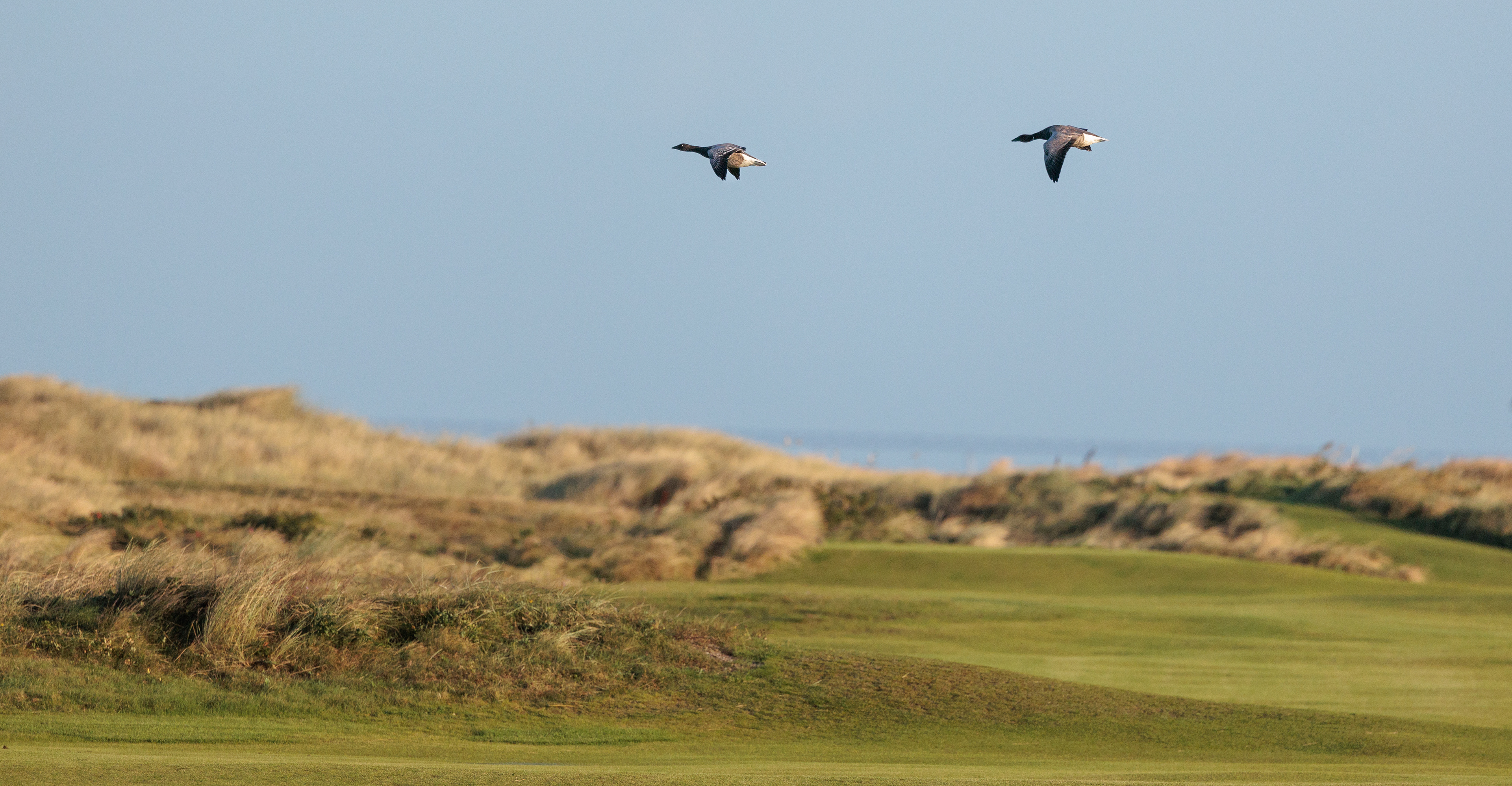 Mørkbuget knortegæs over Flommen