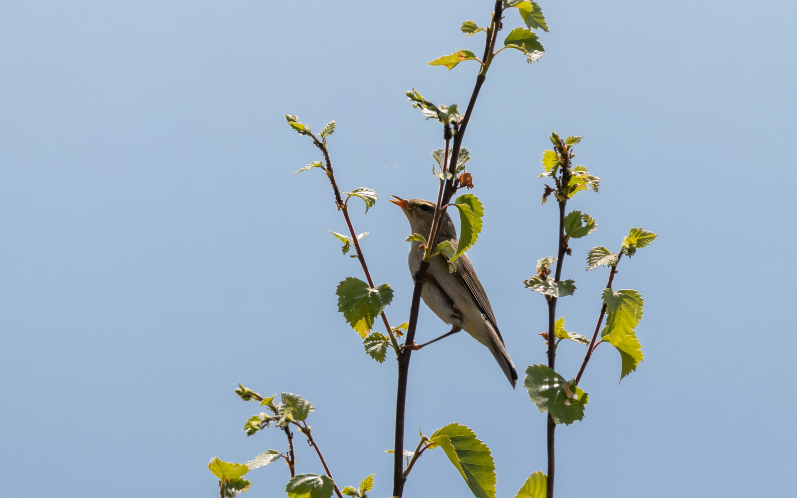 Mon ikke det er en løvsanger?