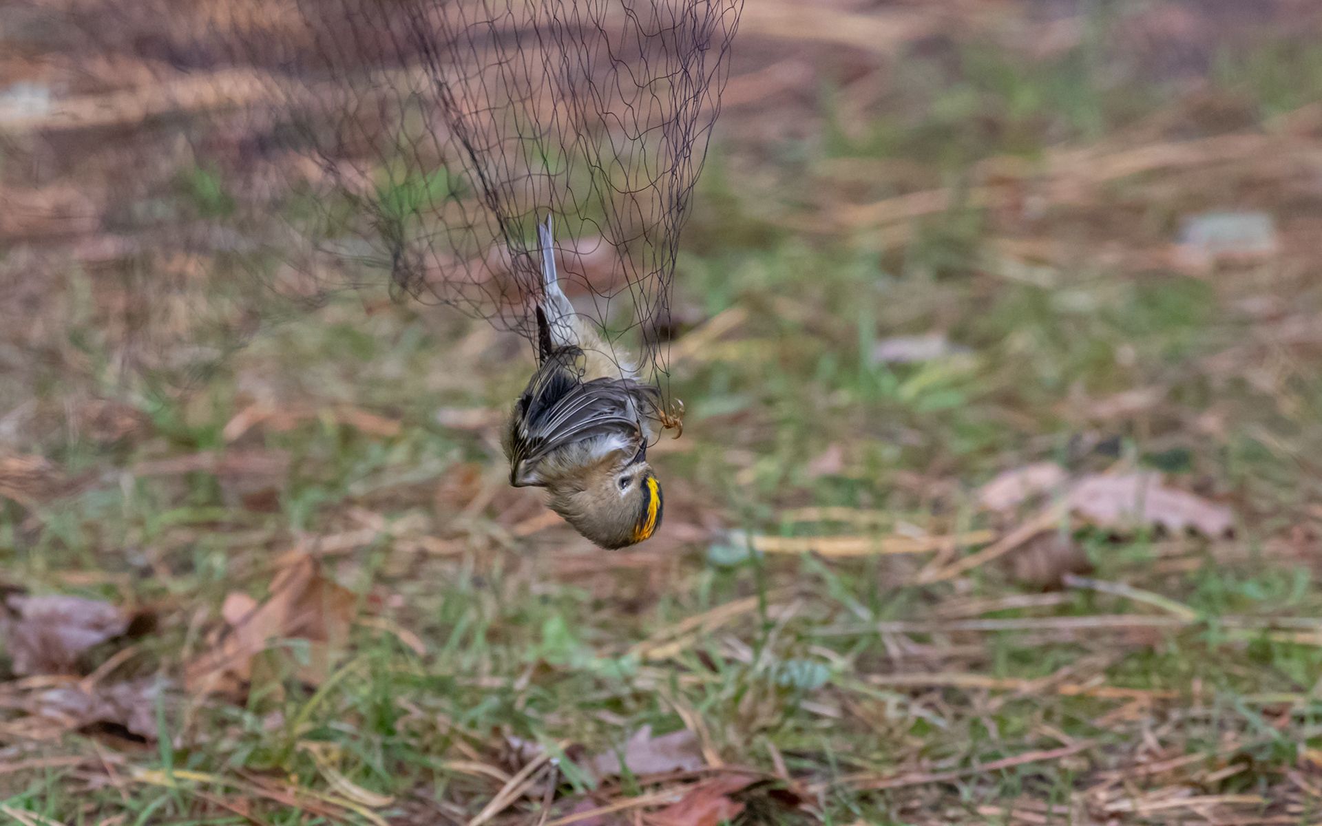 Fuglekonge i haven ved fyret (Nabben) - venter på ringmærkning
