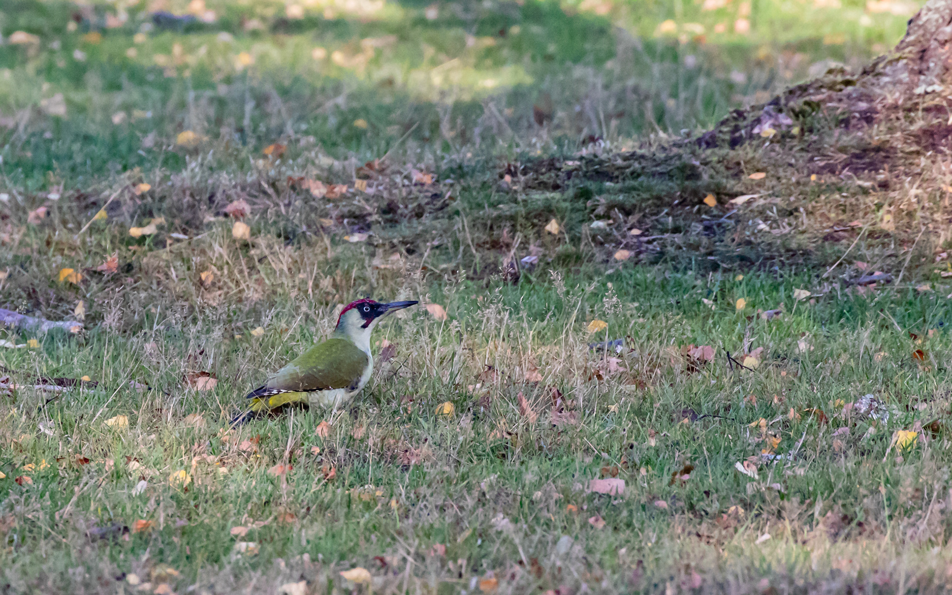 Grønspætte i birkelunden ved Ljungen