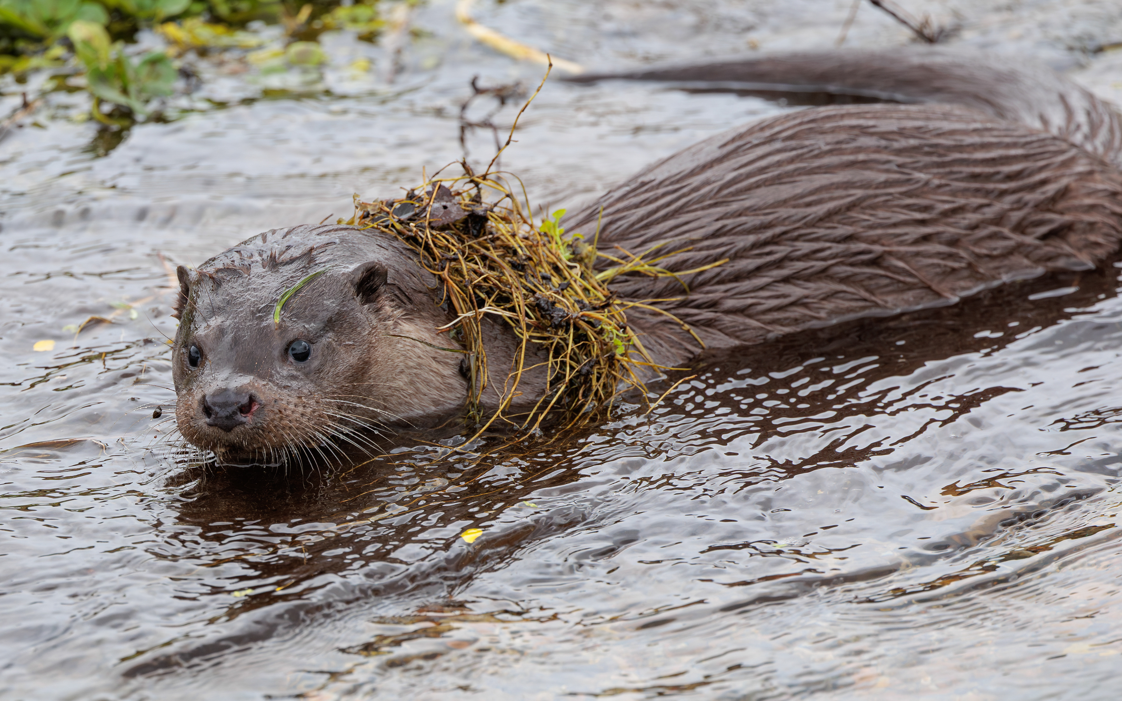Odder i Kousbækken (Gravlev Ådal/Rebild Bakker)
