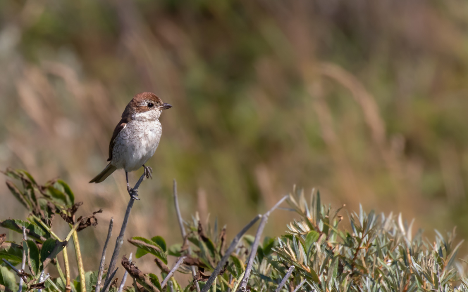 Rødrygget tornskade i Tornby Klitplantage