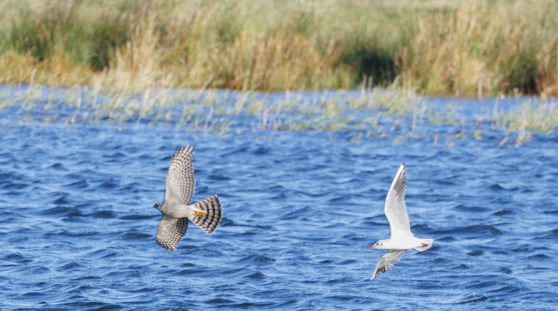 Spurvehøg på træk, der chikaneres af hættemåge