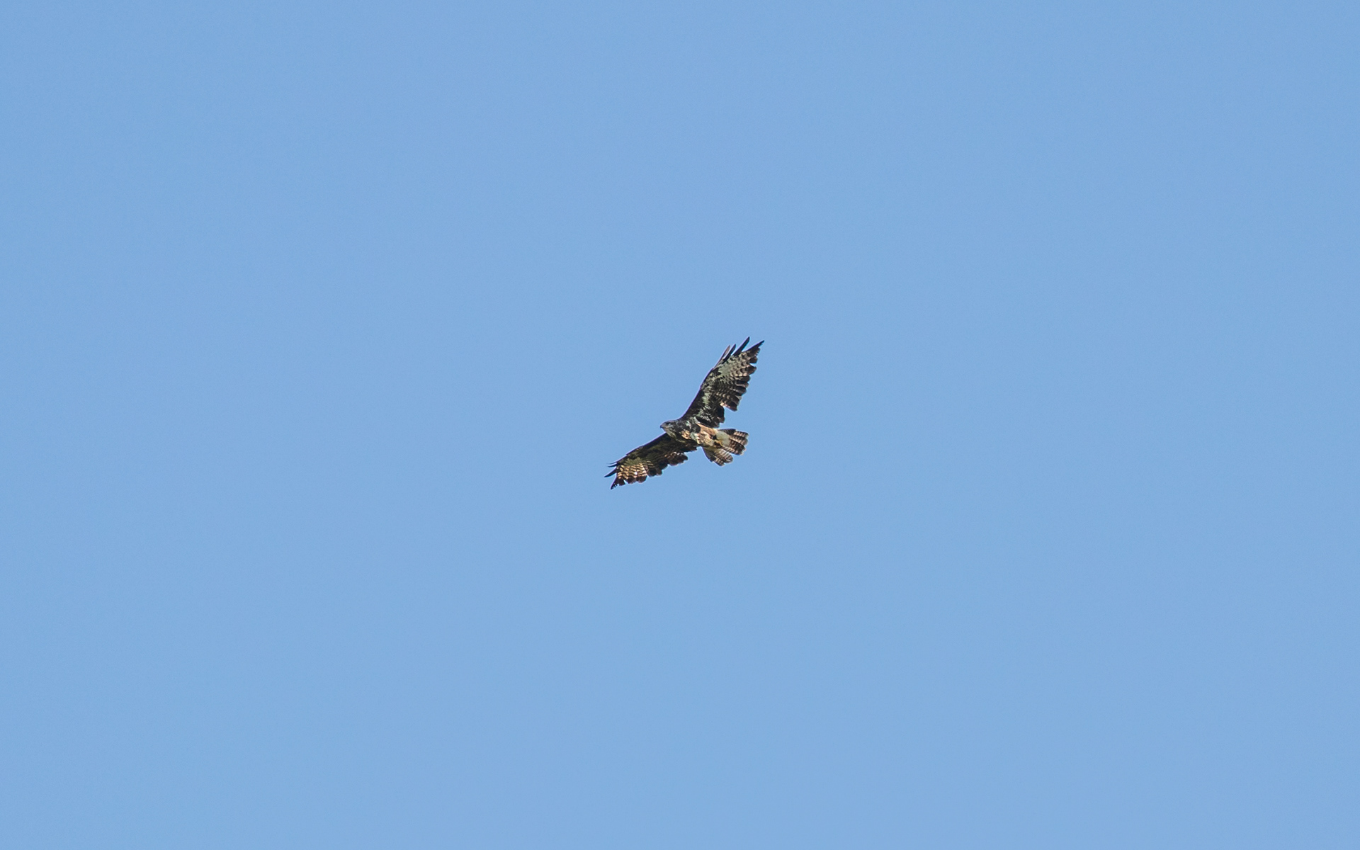 Musvåge - eller hvad?