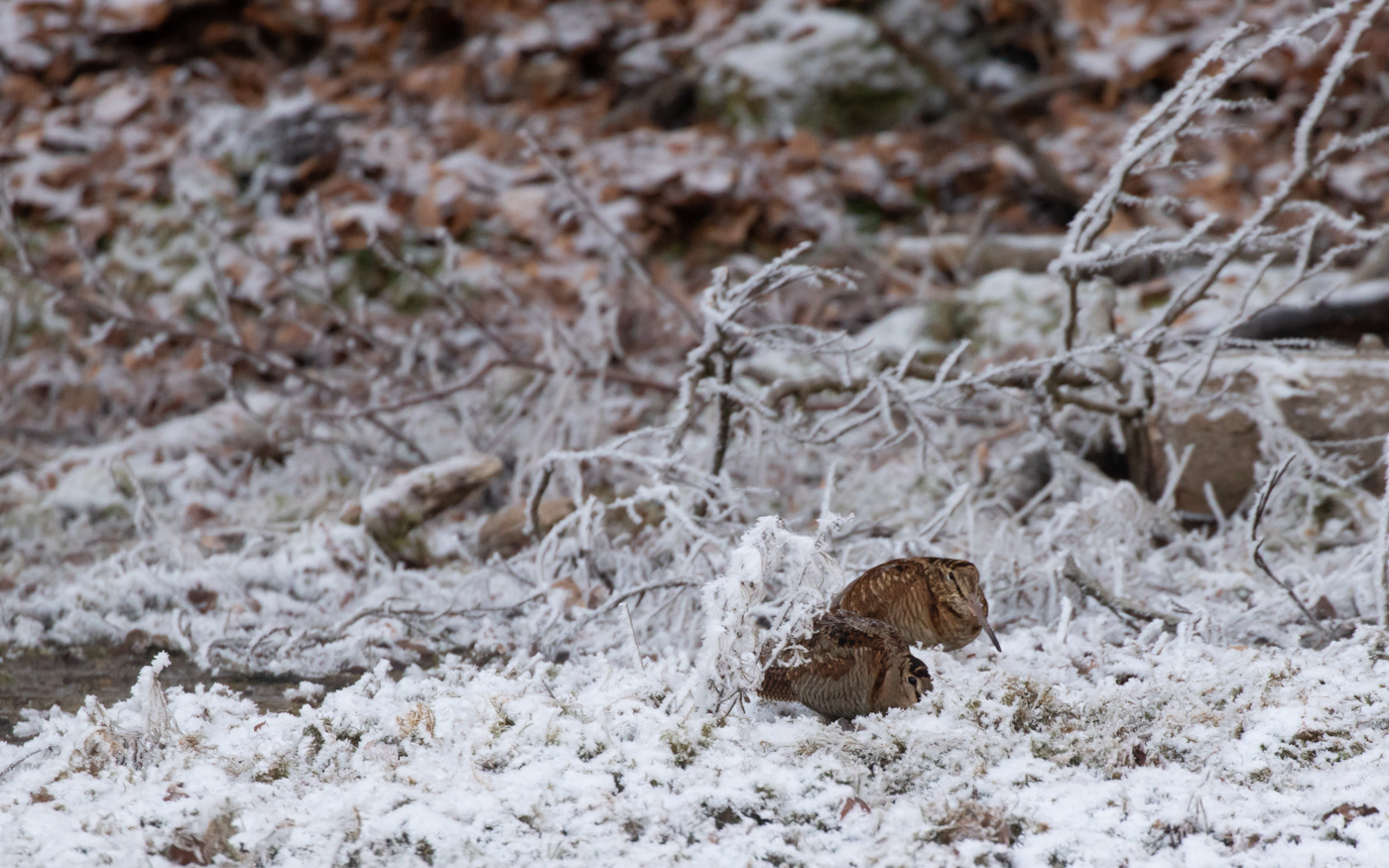 2 skovsnepper i Ravnkilde