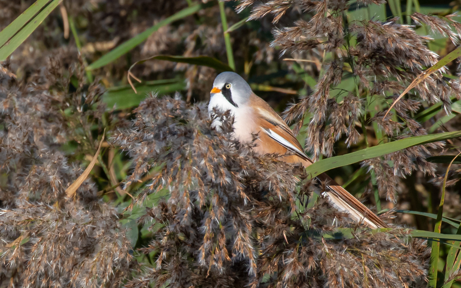 Skægmejse - Lund Fjord, Vejlerne