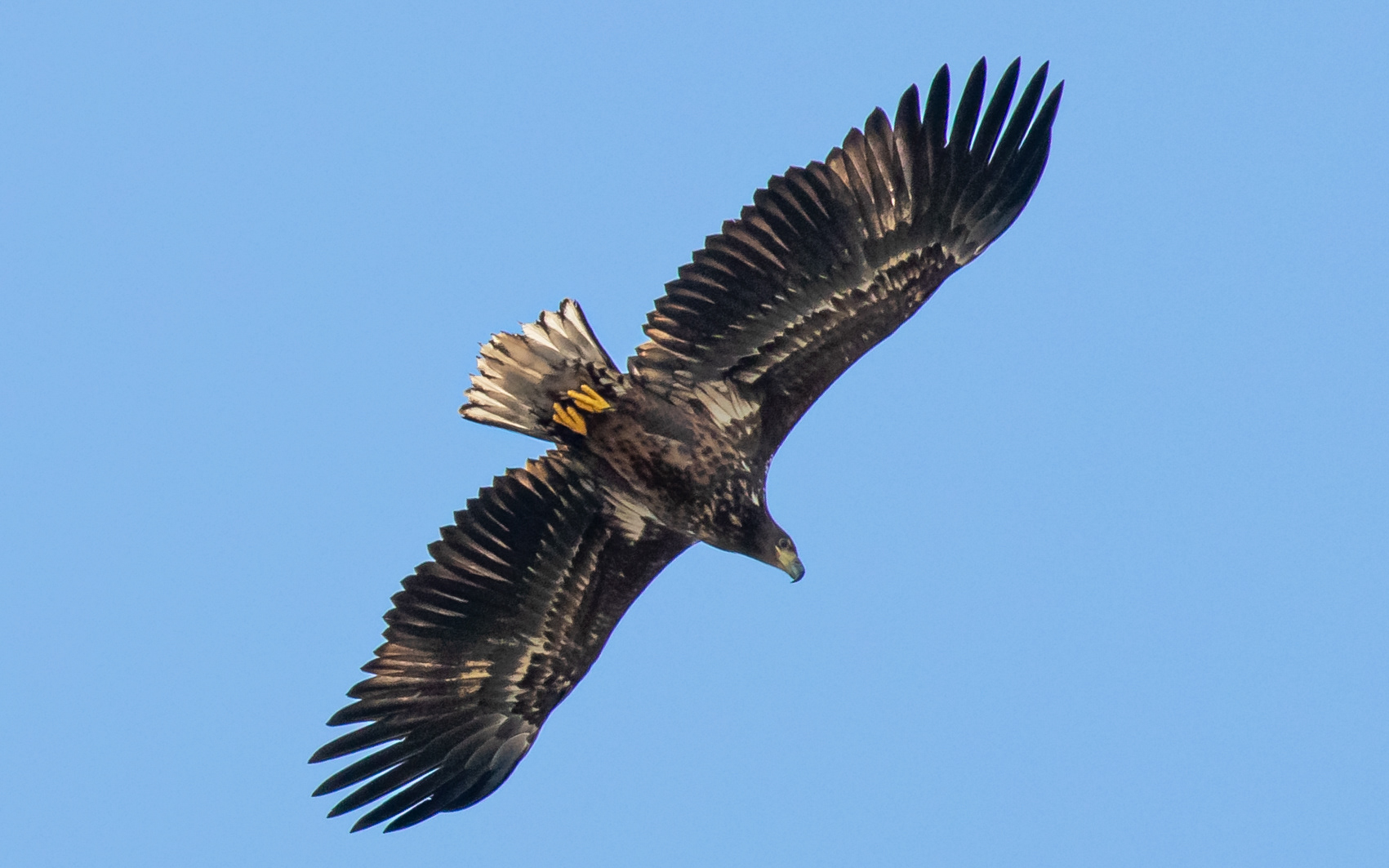 Havørn over Birkesø