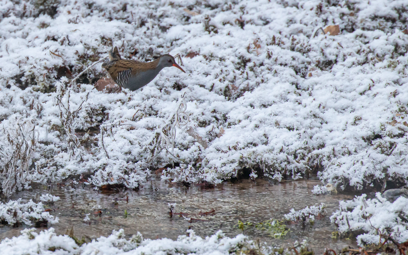 Vandrikse i Ravnkilde