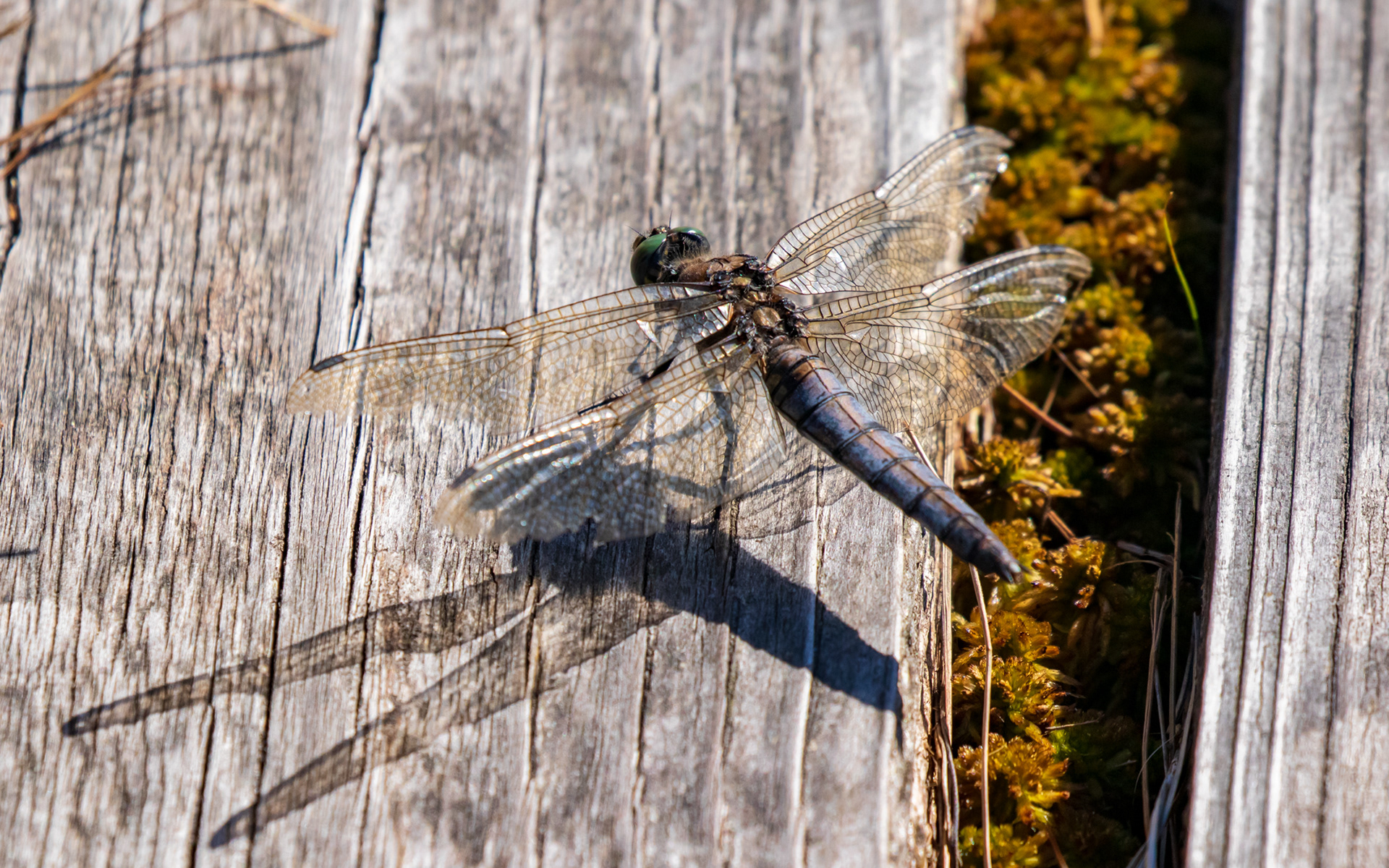 Stor blåpil i Portlandsmosen (Lille Vildmose)