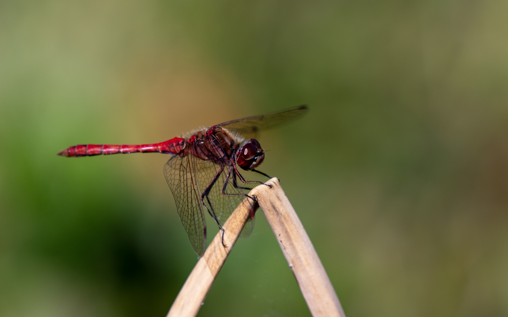Almindelig hedelibel