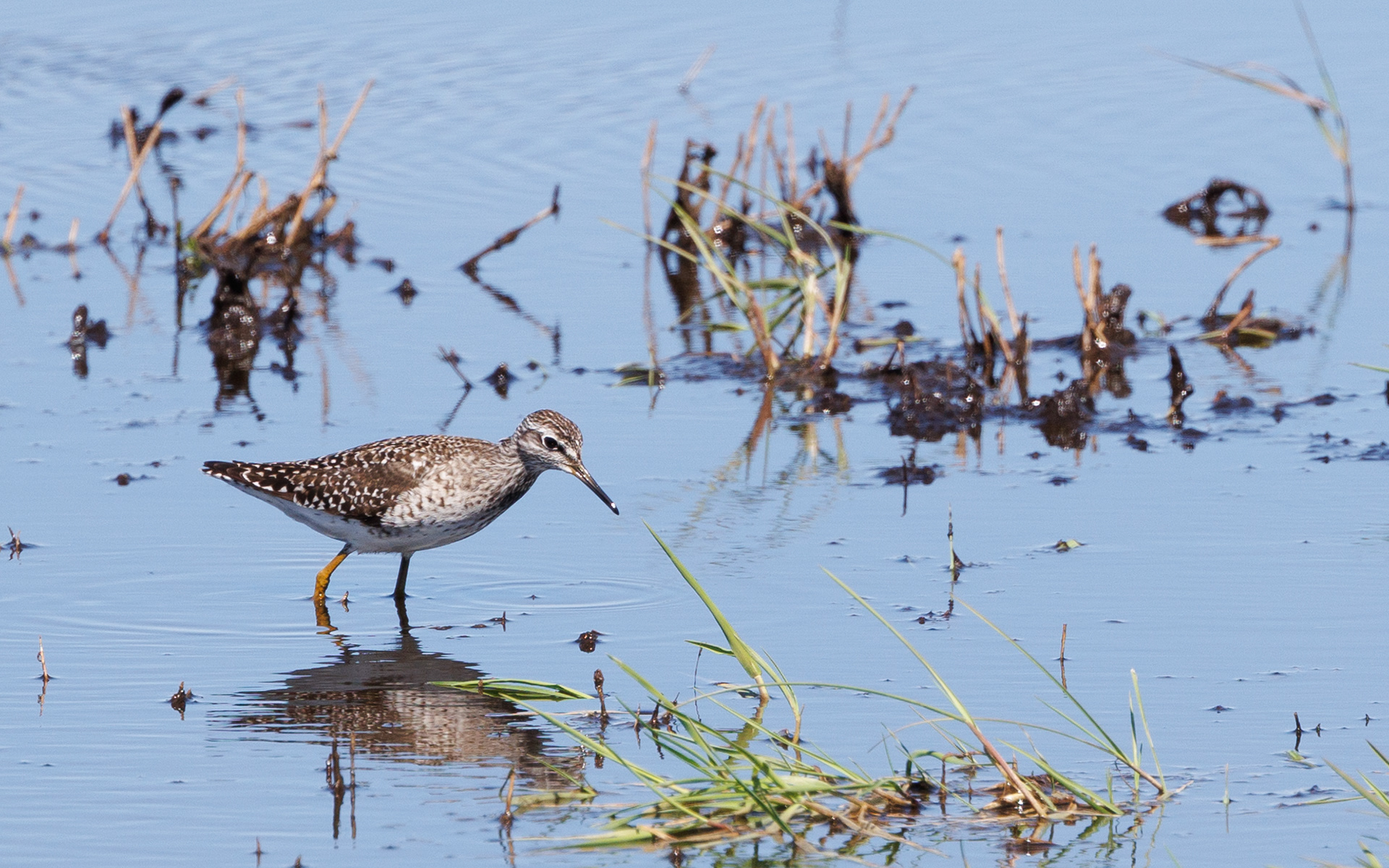 Tinksmed i vandhul i Skibsted Ådal