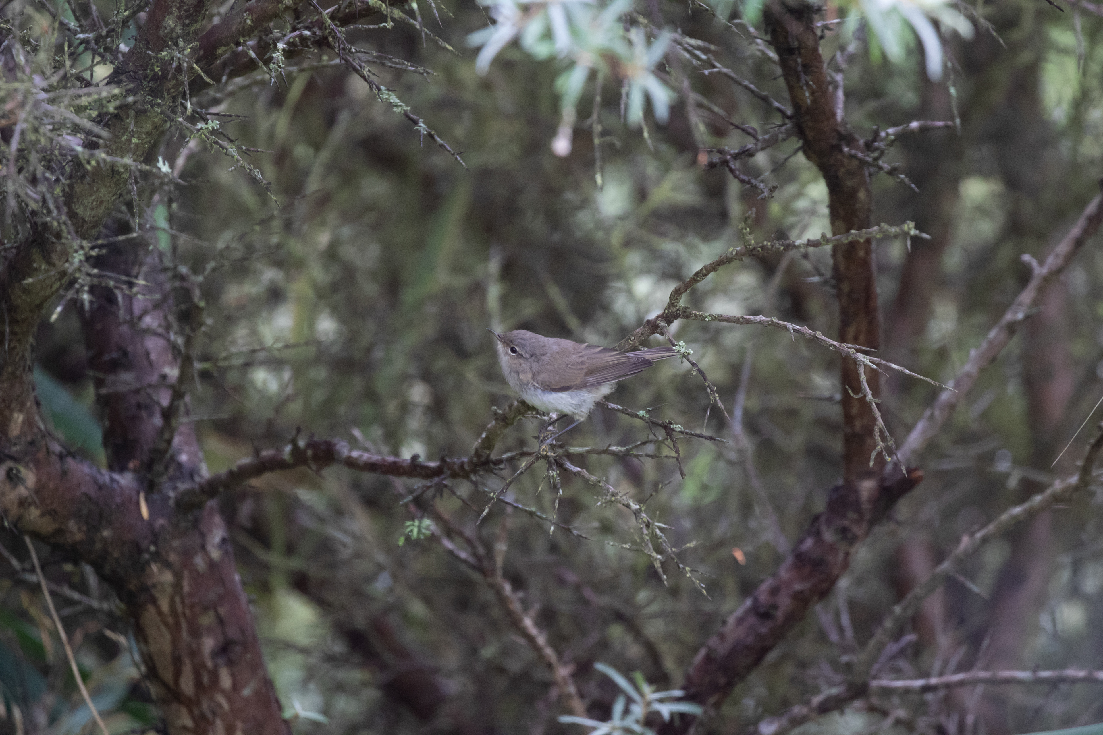 Gransanger ved sommerhuset