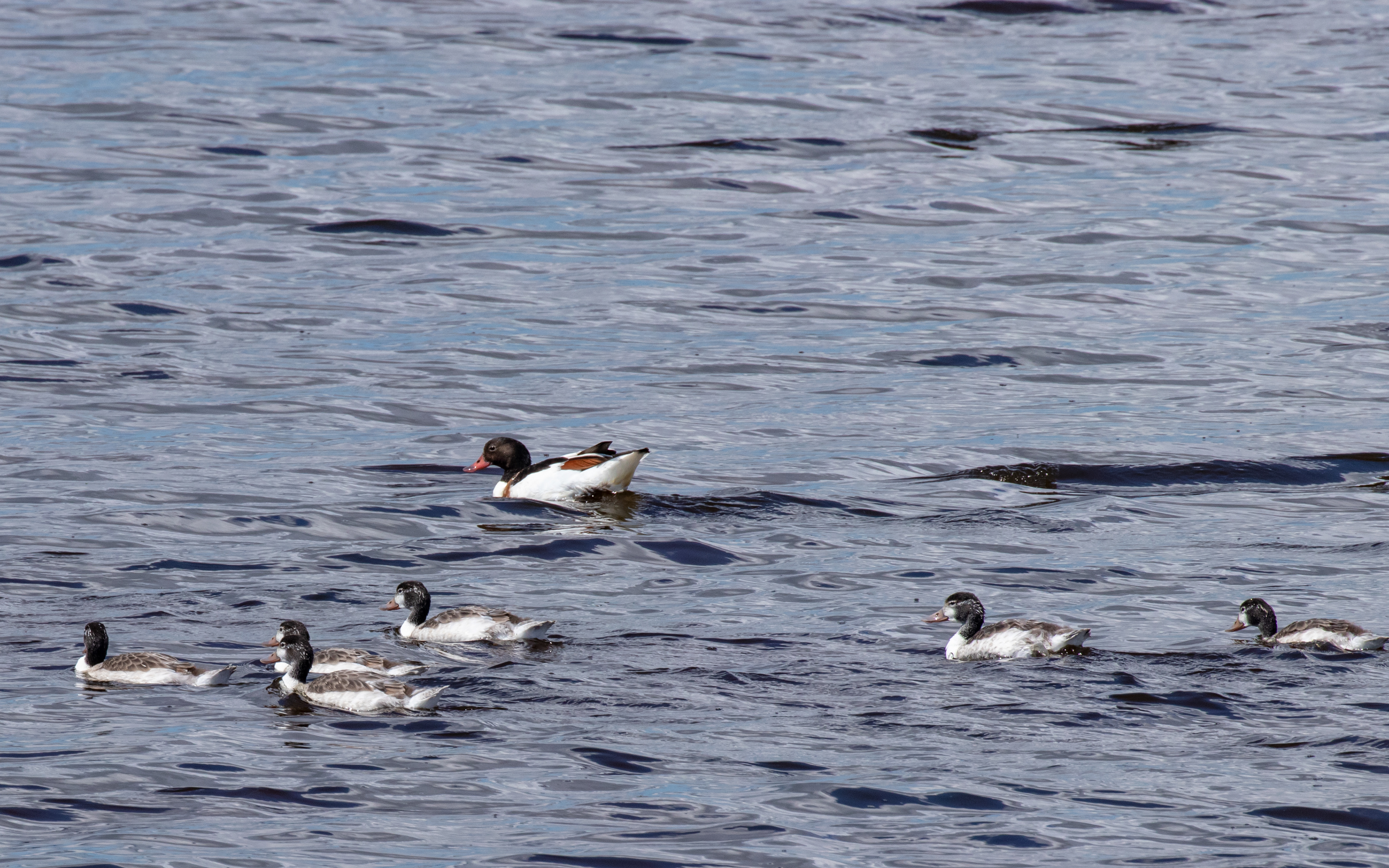 Gravand med 6 ællinger. Bygholm Vejle
