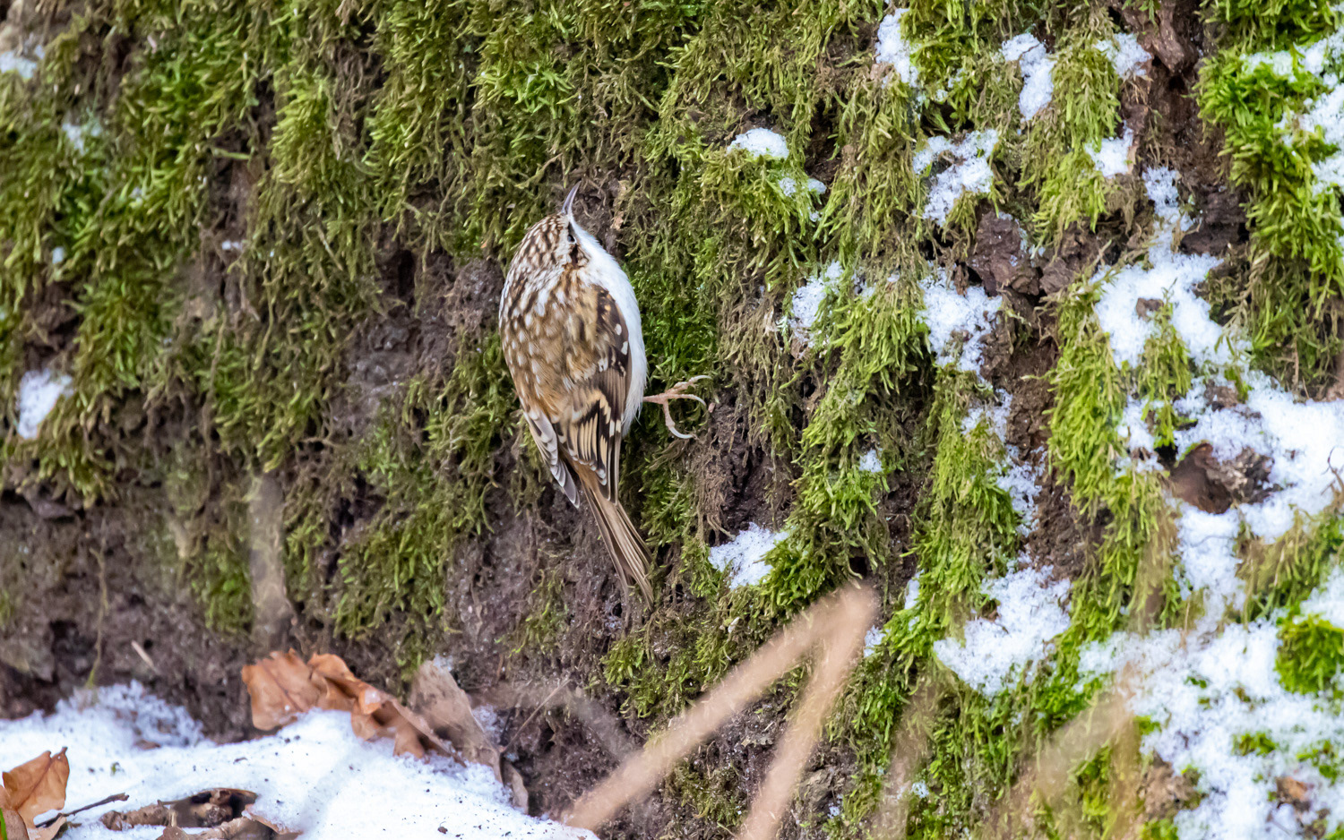 Træløber. Rebild Bakker 15.1.2021