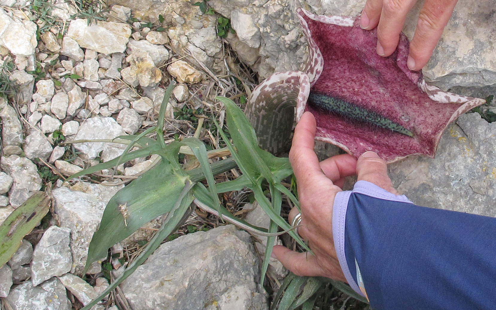 Helicodiceros muscivorus