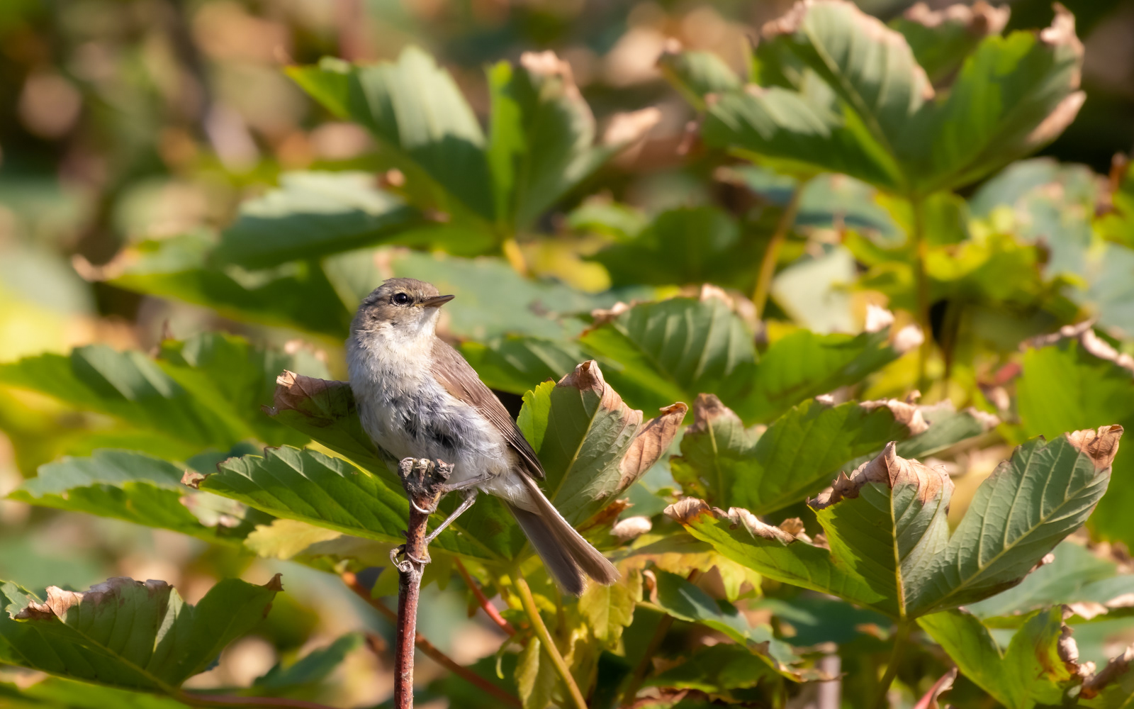 Gransanger ved sommerhuset i Tornby Strand
