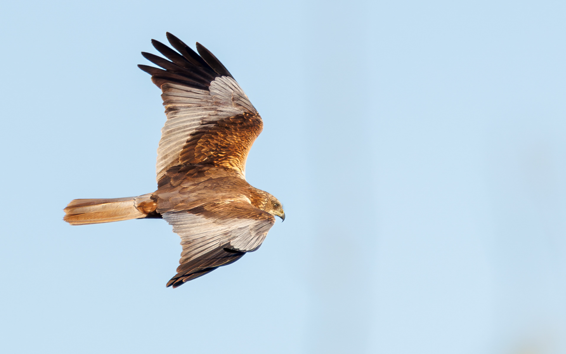 Rørhøg i Lille Vildmose. Ved solopgang 22. april