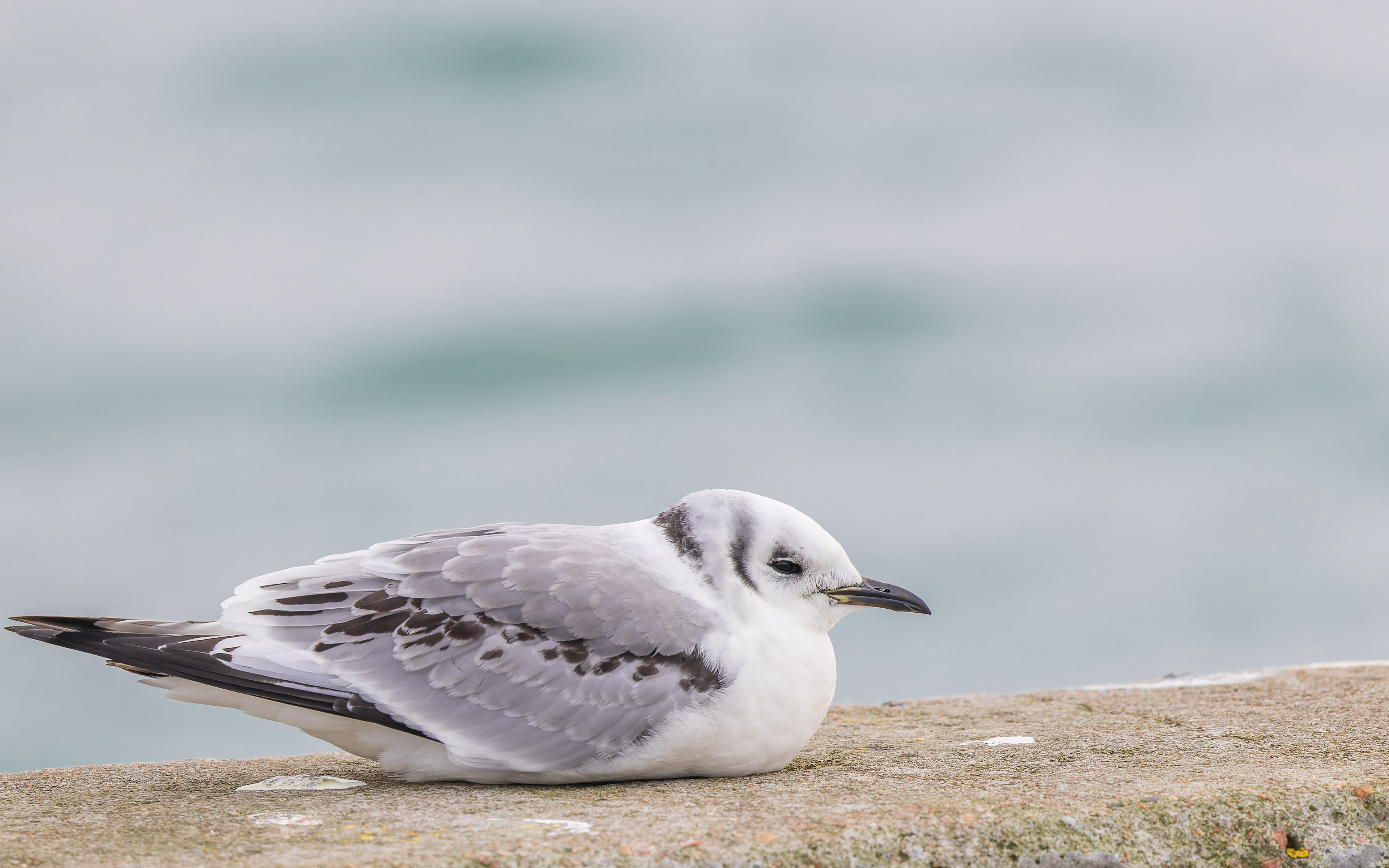 Ride, Hanstholm Havn