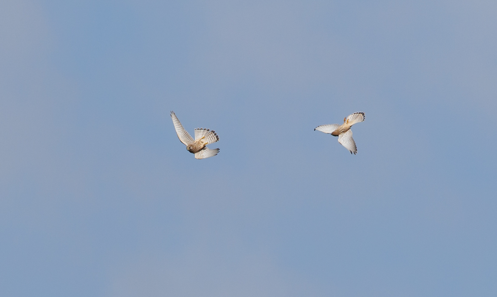 Tårnfalke i luftakrobatik. Rebild Bakker