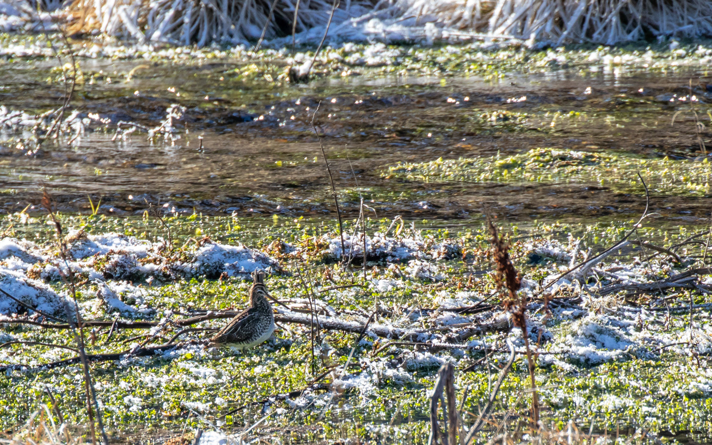 Dobbeltbekkasin i Kousbækken